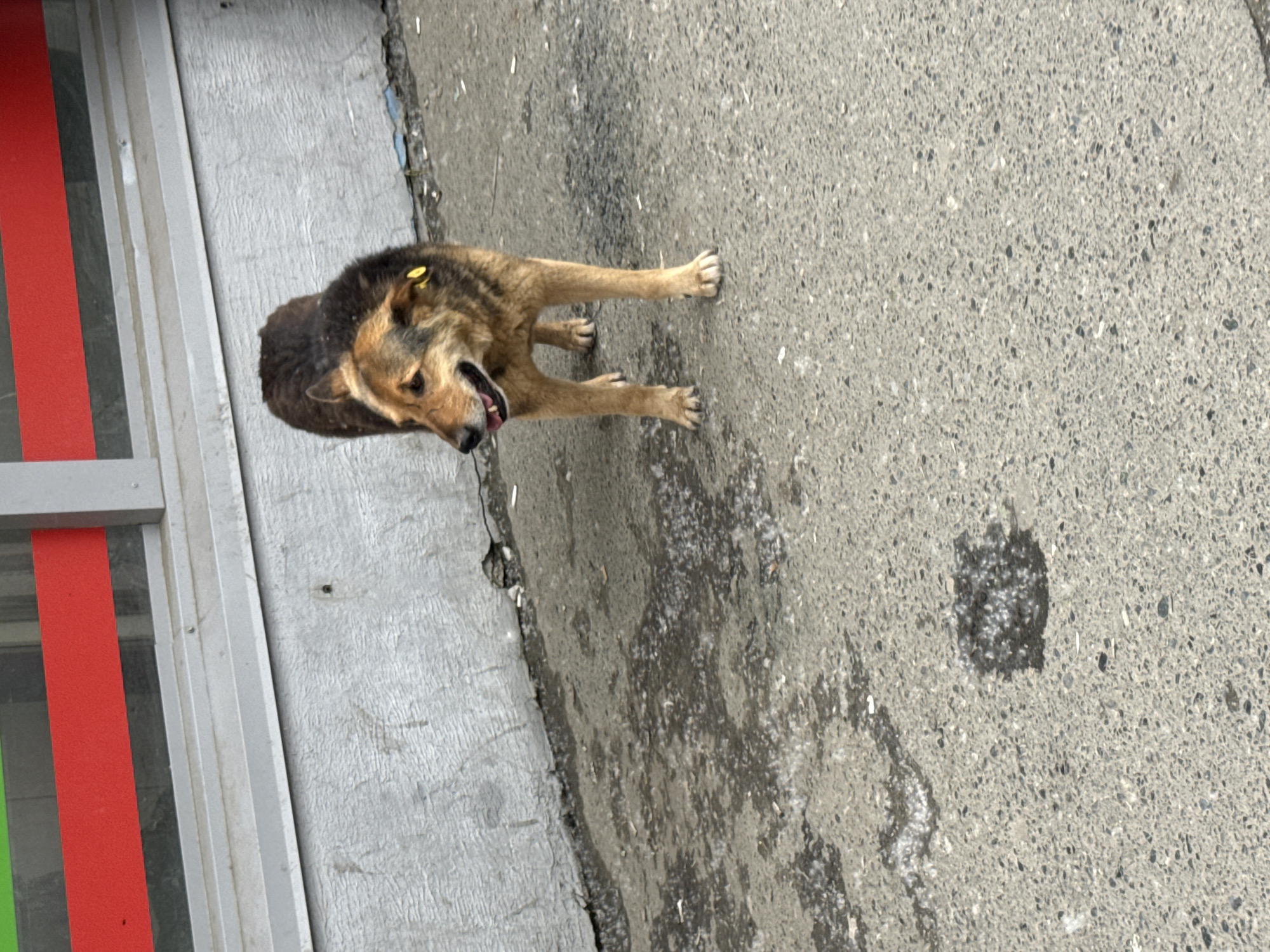 A medium-sized dog with brown and black fur stands on a concrete surface. The dog is facing to the left of the frame, with its mouth slightly open and tongue visible. A small yellow tag is attached to its left ear. Behind the dog is a textured concrete wall with some visible wear and tear. Above the wall, there are horizontal red and green stripes, possibly part of a building's facade. The concrete ground in front of the dog is wet in some areas, with dark patches suggesting puddles or stains. The overall environment appears to be an outdoor urban setting.