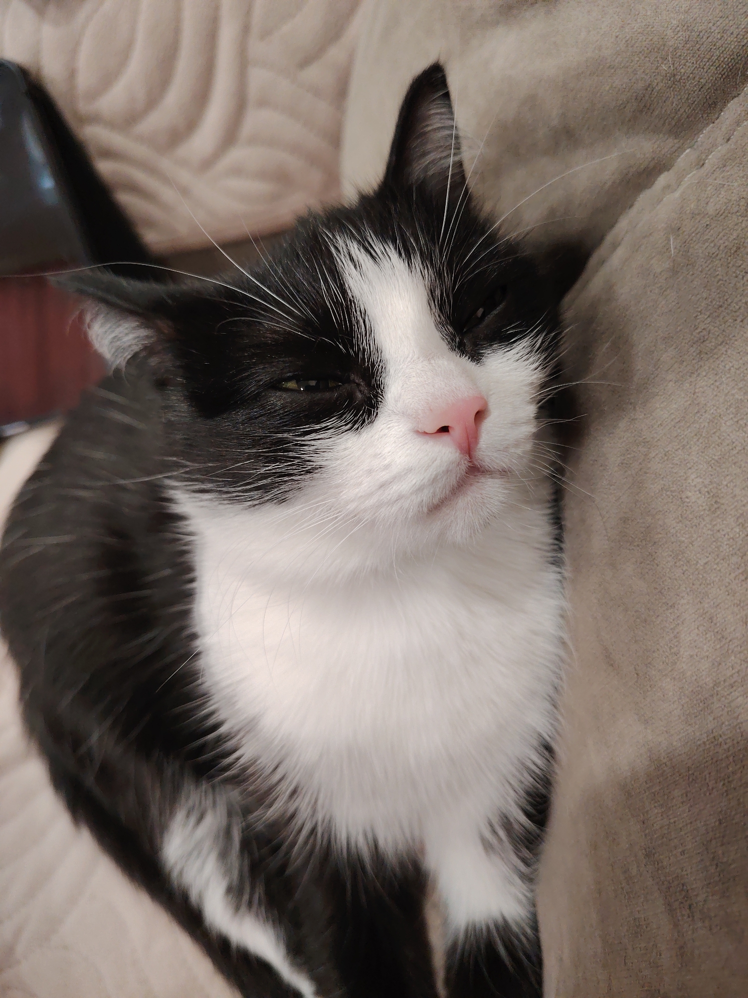 A medium shot captures a black and white cat lying on a beige textured surface, possibly a couch or cushion. The cat has a pink nose and is in a relaxed state, with its eyes partially closed. The background is slightly blurred, with a dark object visible on the left and the beige surface extending to the right. The cat's fur is a mix of black and white patterns, with the white fur concentrated around its chest and face. The scene is indoors, with neutral lighting highlighting the textures of the fur and fabric.