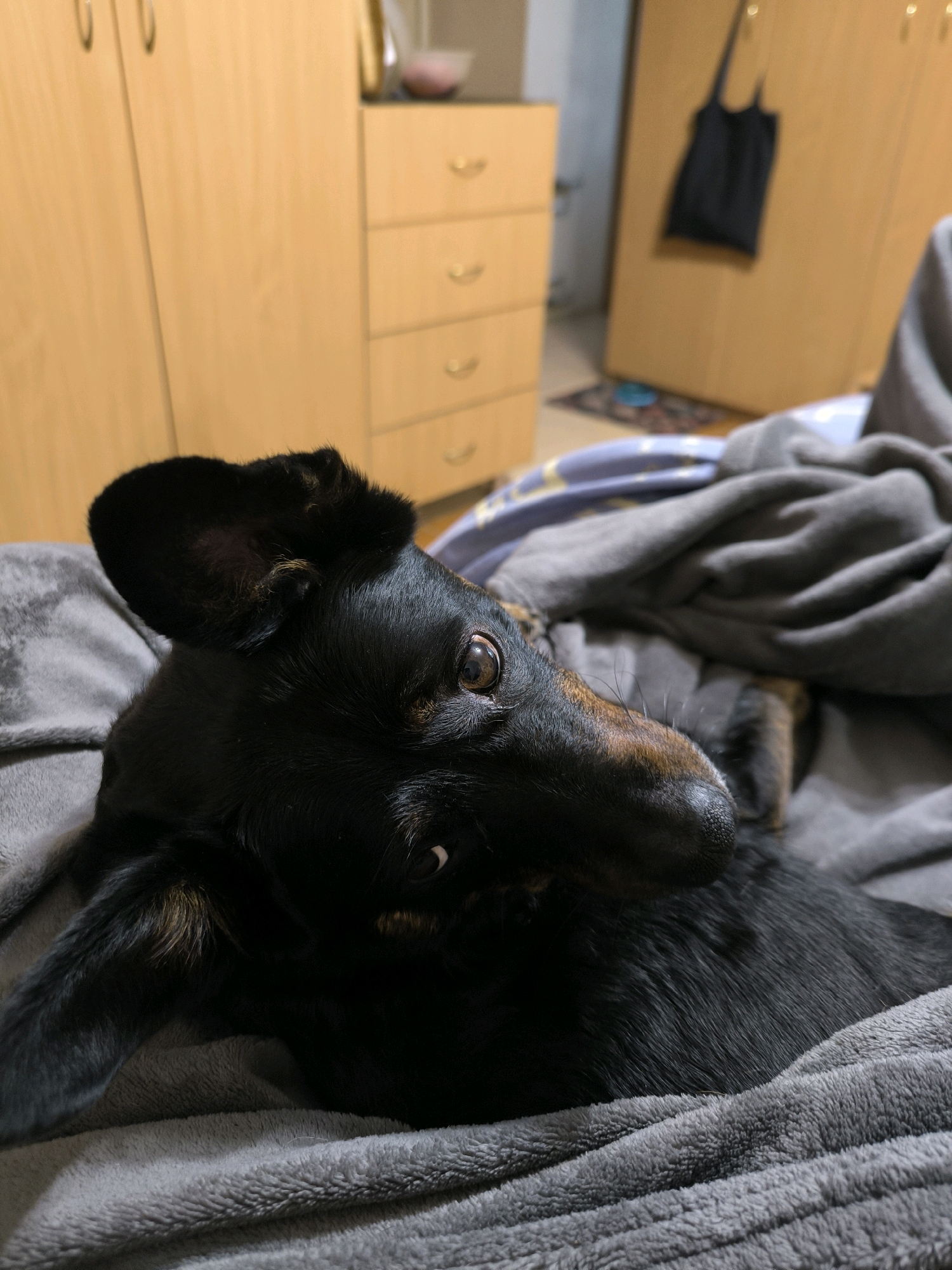 A black and tan dog is lying on a gray blanket. The dog is on its side with its head turned towards the camera. The dog's eyes are open and looking at the camera. The dog's ears are floppy and one ear is partially covering its eye. The dog's fur is short and smooth. The blanket is soft and fluffy. In the background, there is a wooden dresser with drawers and a closet with a black bag hanging on it. The lighting in the room is warm and dim. The overall scene appears to be an indoor setting, possibly a bedroom or living room. The location in the city of Mykolaiv, Ukraine cannot be determined from the image.