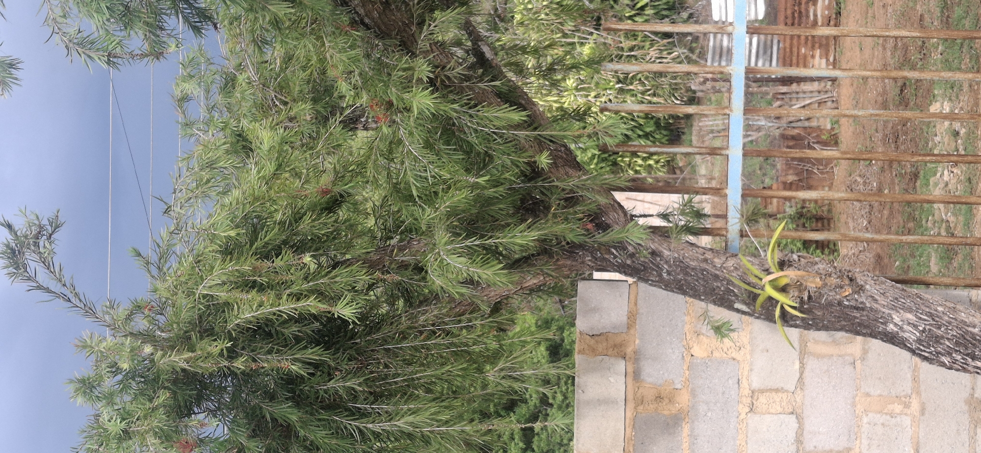 The image shows a tree with green foliage and small red flowers leaning over a brick wall. The tree trunk rests on top of the wall, and some of its branches extend towards a metal fence in the background. The area behind the fence appears to be a yard with some vegetation and bare ground. The sky is overcast. The location is Vallecito, Venezuela.