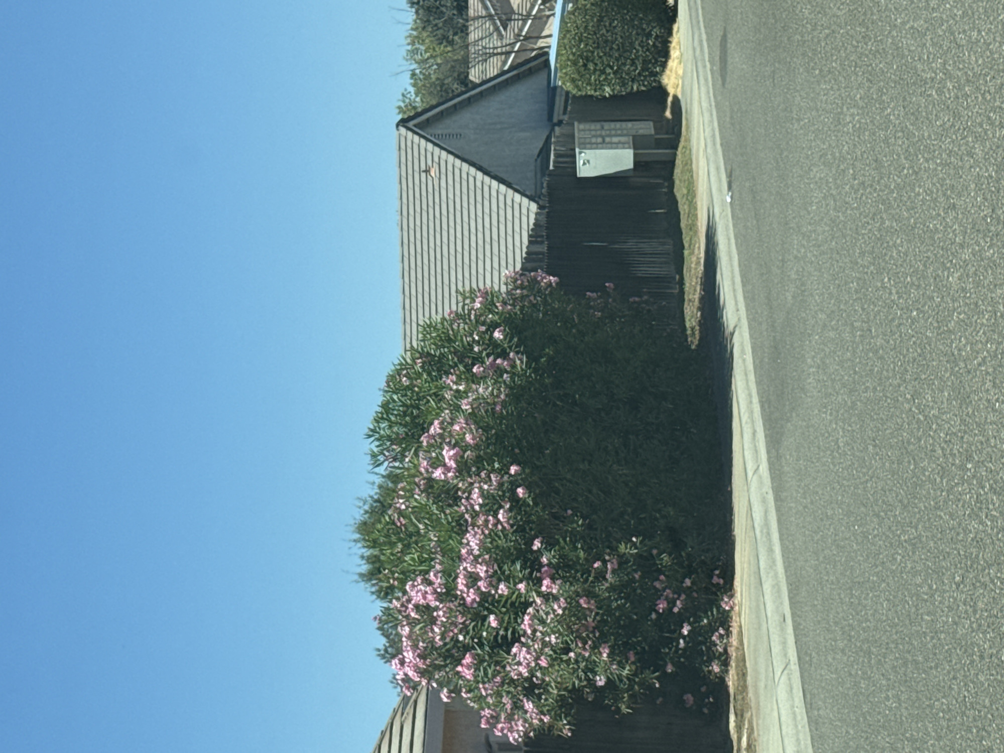 The image depicts a residential street scene in Sacramento, United States, on a clear, sunny day. In the foreground, a grey asphalt road with a light grey concrete curb runs horizontally across the frame. To the left of the road, a strip of green grass and dry weeds borders a dark brown wooden fence. Behind the fence, a large, dense green bush with numerous small pink flowers dominates the left side of the image.
The fence continues along the property line, separating the street from the backyard. Beyond the fence and the flowering bush, the roof of a house is visible, constructed with light grey, overlapping shingles. The peak of the roof is triangular and faces the viewer. A light blue-grey wall of the house is visible beneath the roof. To the right of this house, the roof of another adjacent house, also with grey shingles, is partially visible.
Further to the right, a smaller green bush is situated near the fence. A light grey utility box with multiple compartments is mounted on a post near the fence, to the left of the smaller green bush. The background is filled with the clear, bright blue sky. The overall impression is of a quiet suburban neighborhood.