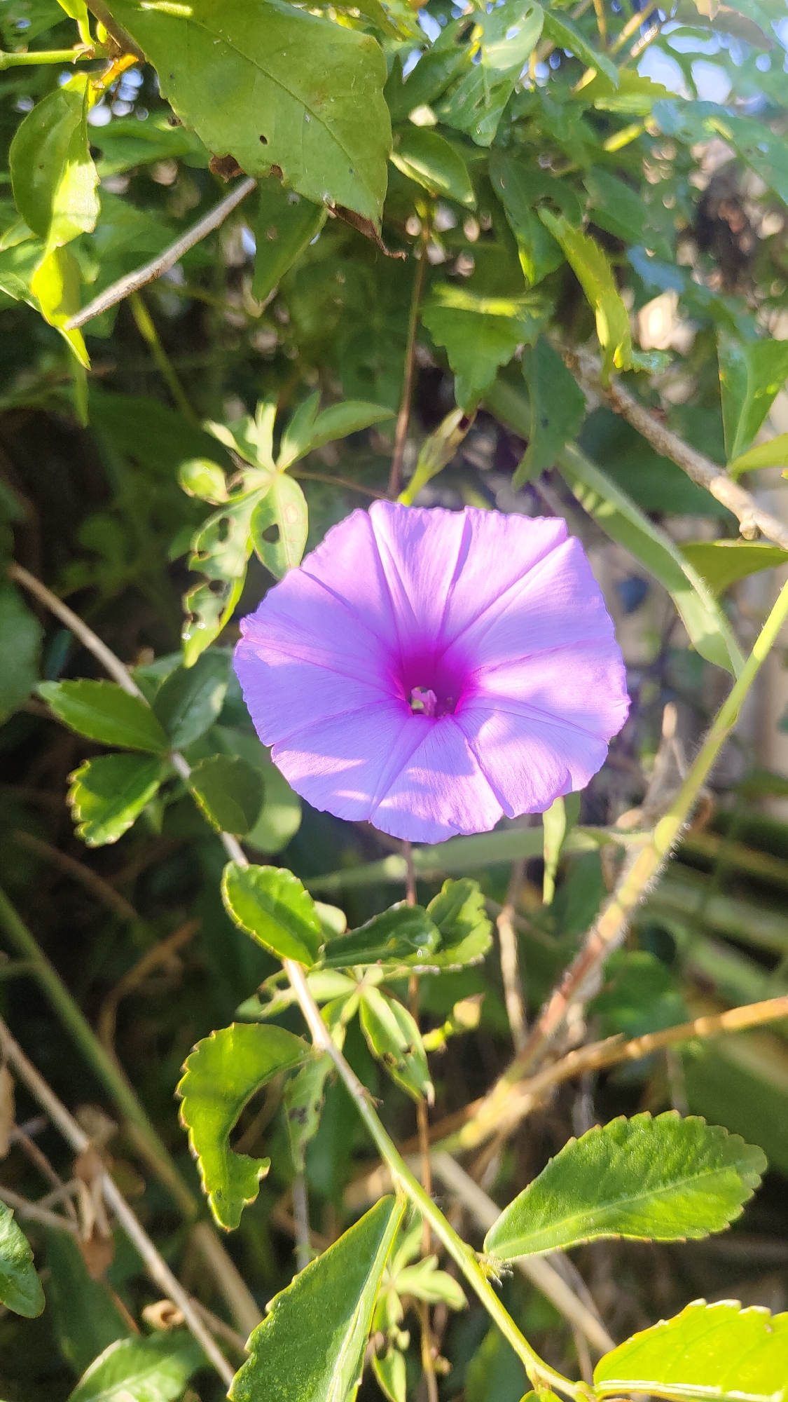 A close-up, vertical, eye-level shot focuses on a single, open, trumpet-shaped flower with delicate, lavender-pink petals and a deeper pink center. The flower is surrounded by lush green foliage, some of which has small holes. Sunlight illuminates the flower from the side, casting shadows on its petals and creating a soft glow. The background is a blur of green and brown, suggesting a natural outdoor setting. This image was captured in Cisarua, Indonesia, a location known for its natural beauty and verdant landscapes.