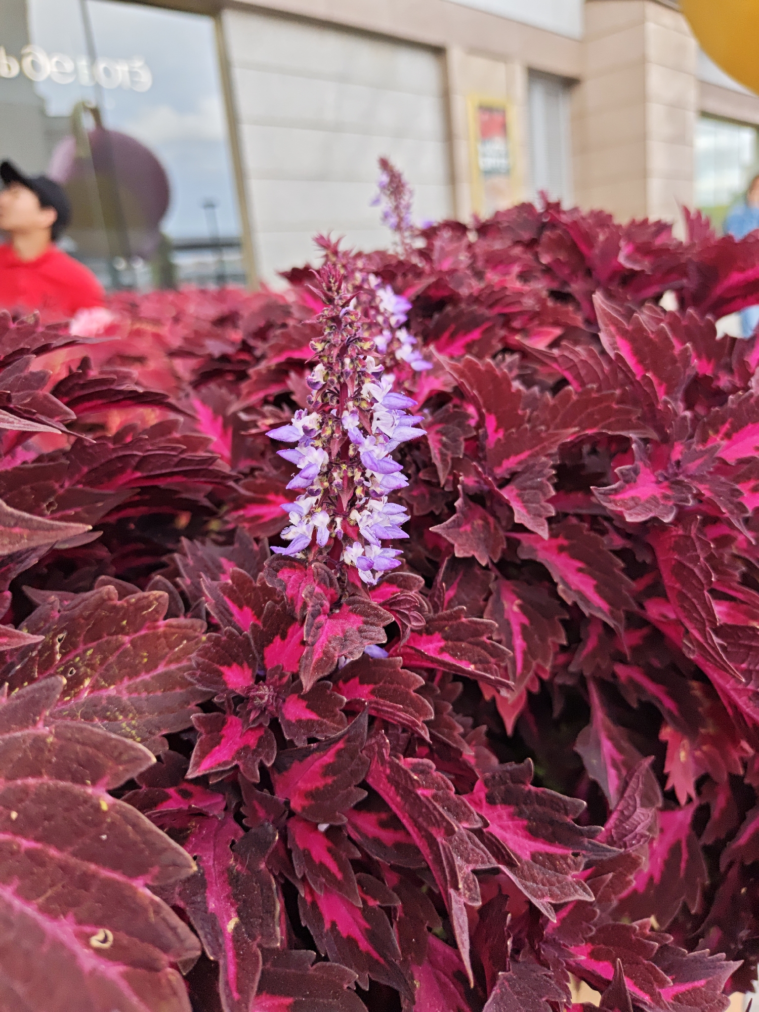 A close-up, shallow depth-of-field shot focuses on the vibrant, dark red and magenta leaves of a coleus plant with a spike of small, pale purple flowers. In the background, out of focus, a person wearing a red shirt and a black baseball cap is visible in front of a building with large windows. The reflection in the window shows the sky and a large, pinkish-purple spherical object. The overall scene appears to be outdoors, likely in an urban environment, given the building and reflections, but specific details about Moscow, Russia, are not present in the image.