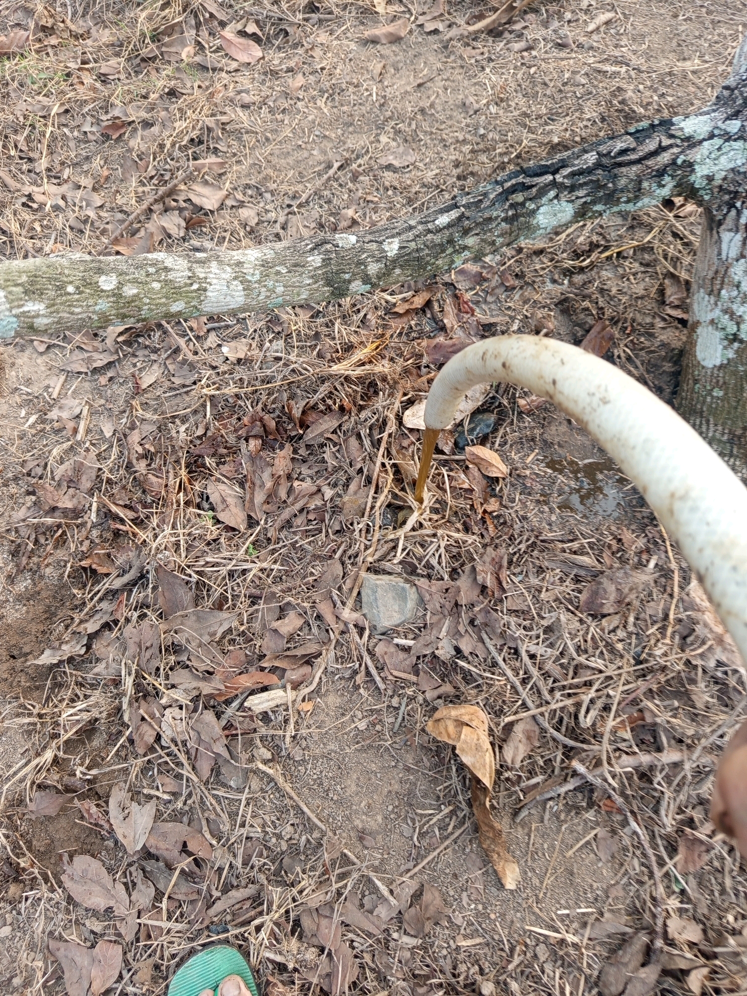 An outdoor scene in Pulung Kencana, Indonesia features a light-colored hose dispensing muddy water onto dry, leafy ground. Two tree branches are visible: one larger, weathered branch lies horizontally across the scene, partially covered in lichen, while a second, thicker branch is visible on the right side of the frame. The ground is covered with dry leaves, twigs, and patches of exposed soil. A single green flip-flop is visible in the lower left corner of the image, partially obscuring a foot.