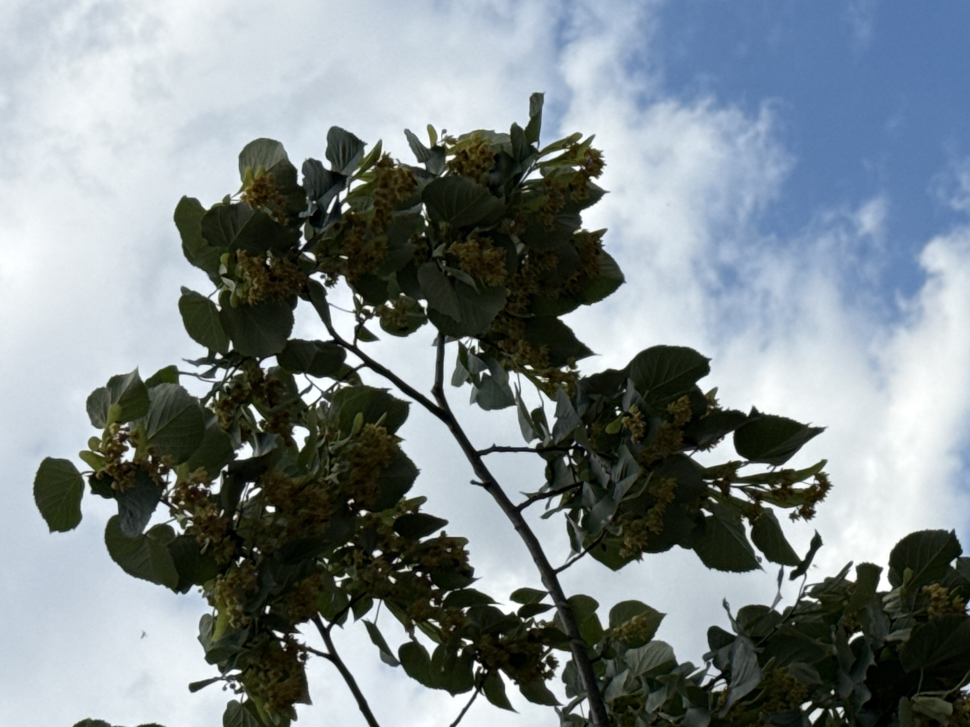 The image shows a close-up of linden tree branches laden with clusters of small, light-yellow flowers and green leaves, silhouetted against a bright sky with scattered white clouds. The perspective is looking upwards, emphasizing the density of the foliage and blooms. No specific location in Polsko Padarevo, Bulgaria, can be identified from the visual information provided in the image. There are no people or any identifiable human activity depicted.