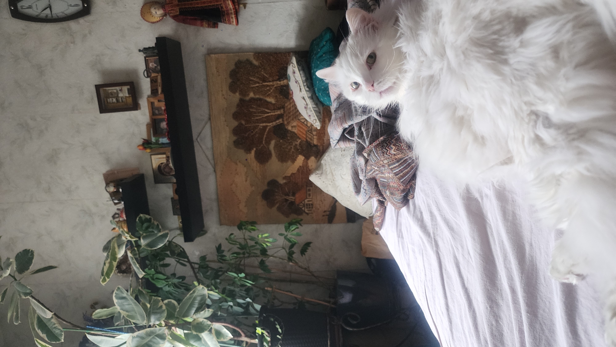 A close-up, slightly rotated, medium-lit, medium-angle shot reveals a domestic interior. A white, long-haired cat with light-colored eyes dominates the right side of the image, resting on a white, possibly linen, surface, likely a bed. Behind the cat are several pillows, including a white one and one with a patterned fabric. To the left of the cat, there's a tapestry hanging on the wall, depicting a house and trees in earthy tones. Below the tapestry, two potted plants with green leaves are visible. On the left wall, a clock and a decorative doll are mounted near the top of the frame. Below them, a collection of framed pictures and ornaments are placed on a dark, possibly wooden, shelf. The wall behind these objects is textured and painted in light gray. There are no people visible. The location is assumed to be in Moscow, Russia, though there are no geographical identifiers in the image.