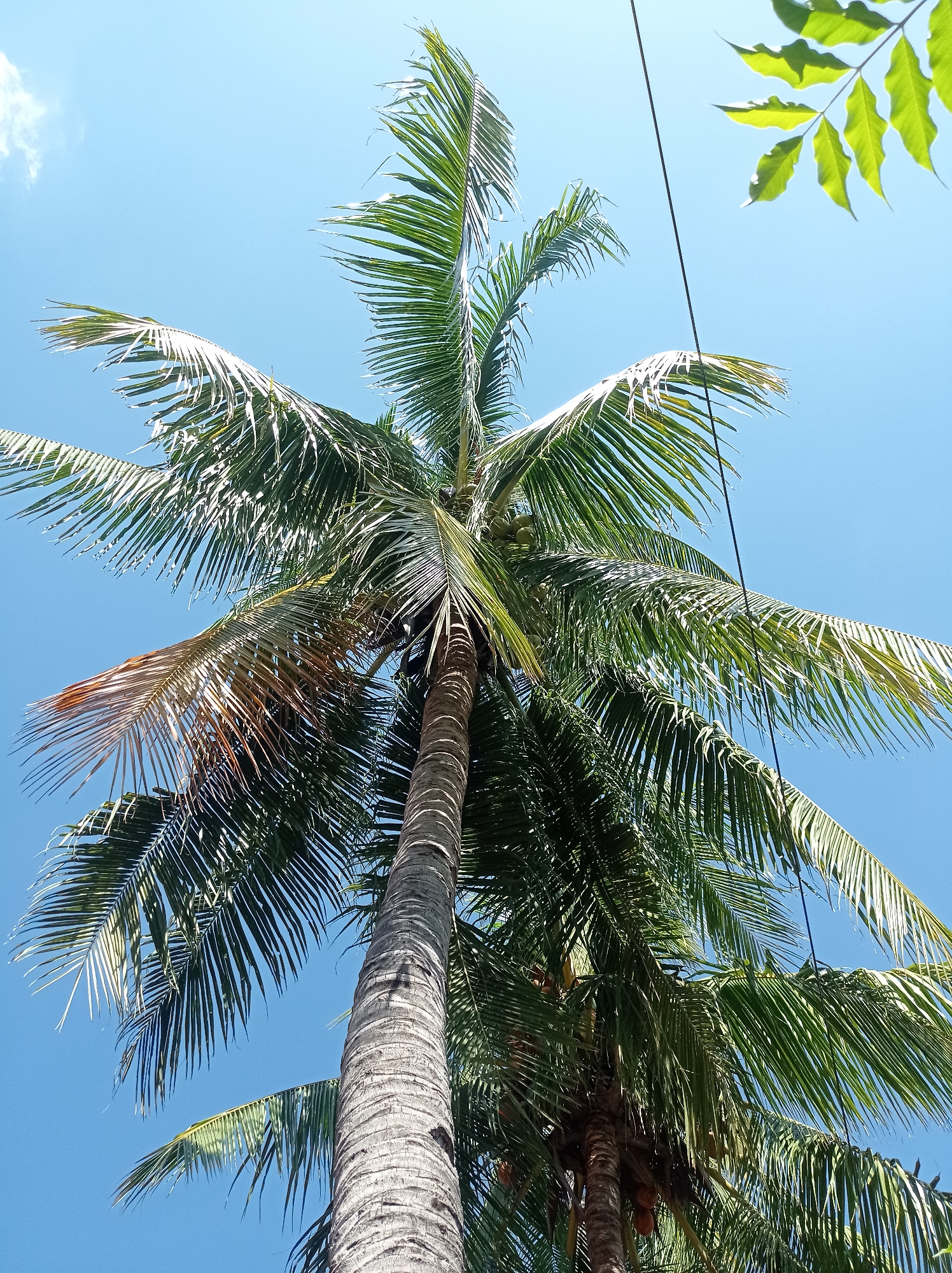 In Mimbo, Indonesia, a tall coconut tree dominates the frame, its trunk rough and textured, rising towards a clear, bright blue sky. Lush green fronds spread outwards, some tinged with brown and yellow, suggesting age or exposure to the elements. Among the leaves, a few coconuts are visible, their rounded shapes hinting at the tropical abundance of the region. The scene is bathed in natural sunlight, casting subtle shadows and highlighting the vibrant green of the foliage.