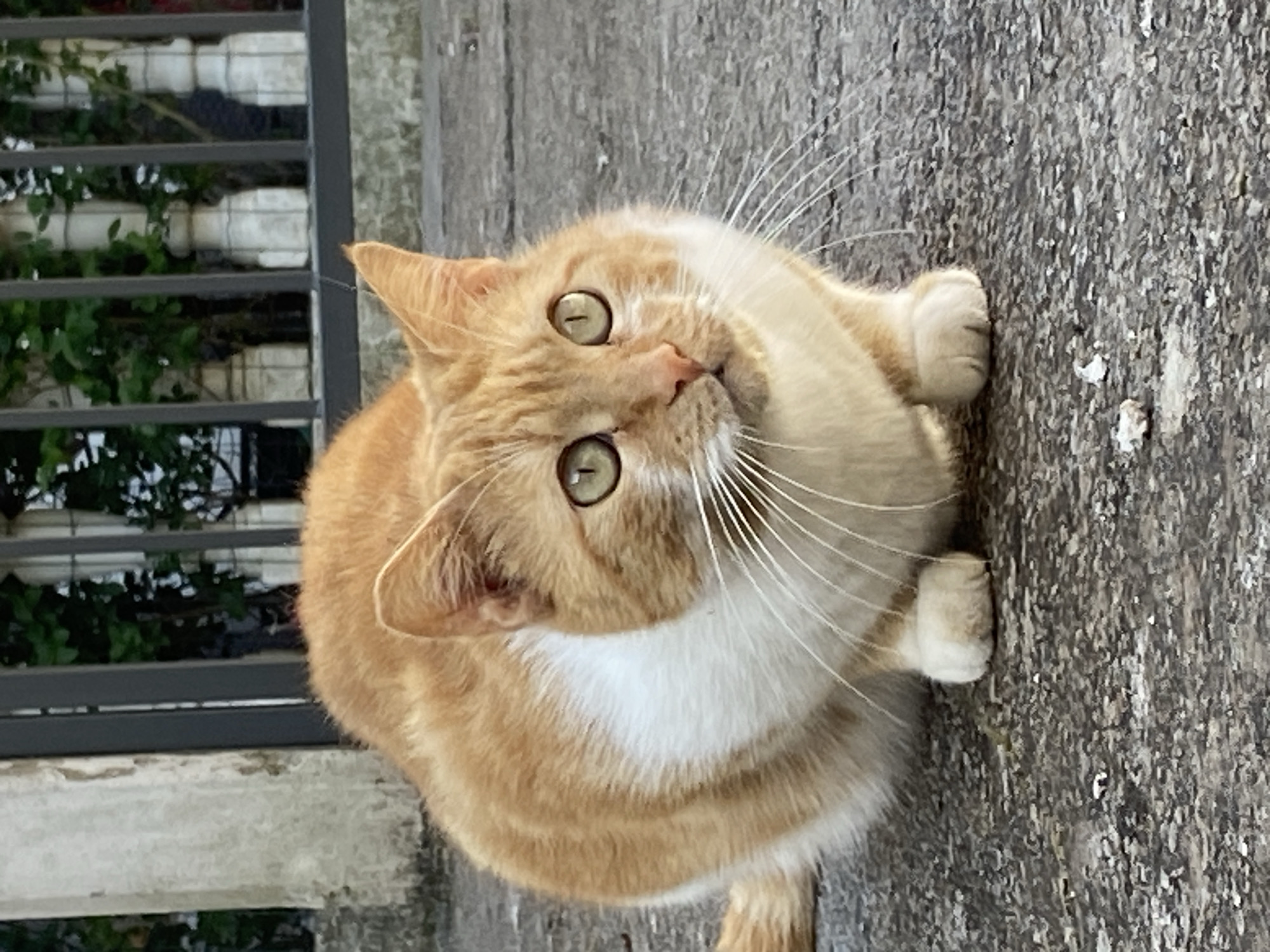 A medium shot captures a ginger and white cat sitting on a grey, mottled concrete surface. The cat is looking up and towards the viewer with its head tilted, revealing green eyes and prominent white whiskers. In the background, partially obscured, is a metal fence with white planters and greenery behind it. The photo was taken in Budva, Montenegro.