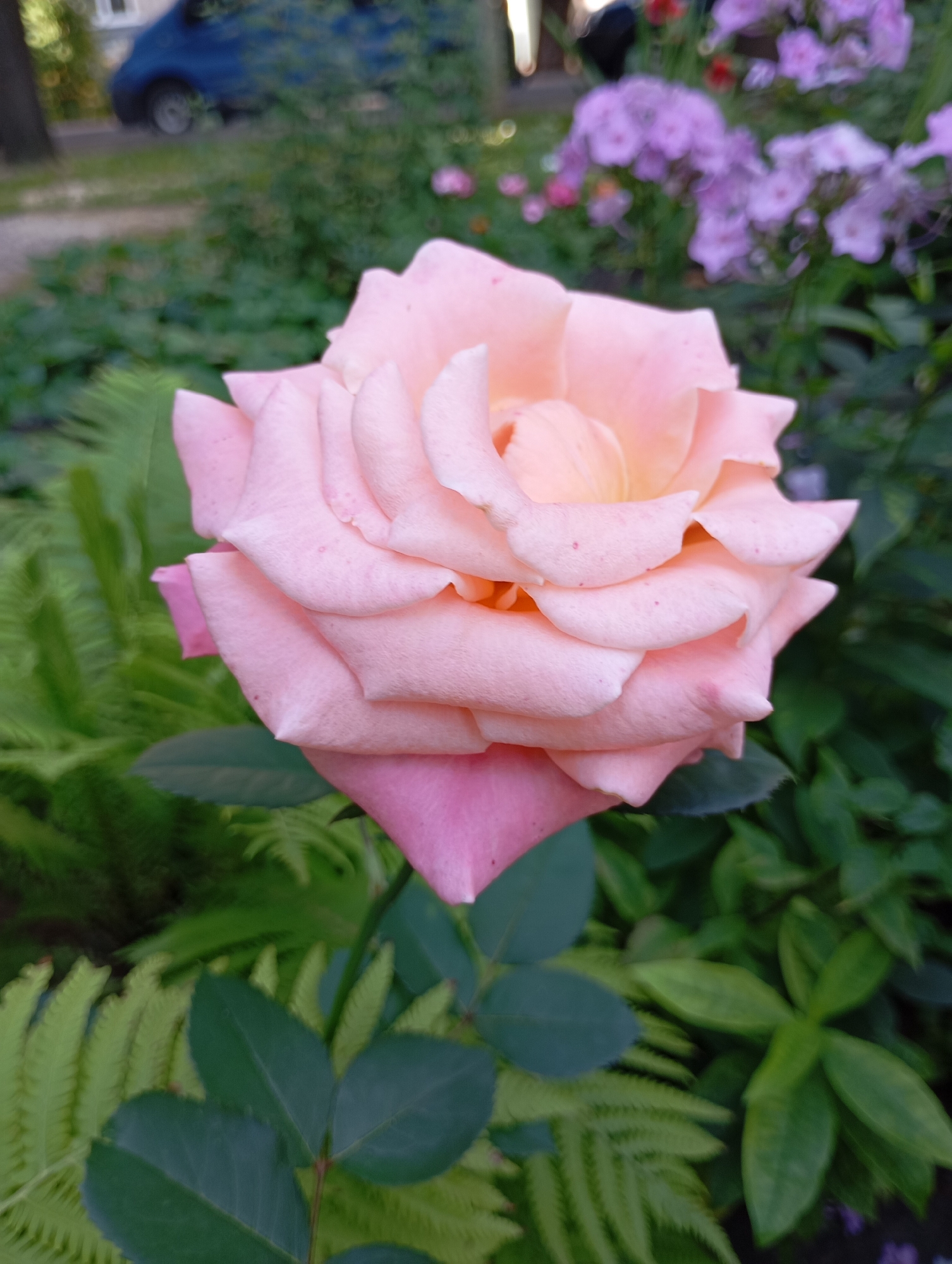 A close-up, eye-level shot focuses on a light pink rose in full bloom. The rose's petals, tinged with a peachy hue at their center, are unfurling in a spiral pattern. Some petals exhibit small, reddish-pink spots. The rose is positioned against a backdrop of lush green foliage. To the left, a frond of fern is visible, with its delicate, feathery leaves. Other green leaves, some broad and ovate, others more pointed, fill the mid-ground and background. In the far background, blurred out of focus, are clusters of small purple flowers and a dark blue vehicle, possibly a van, parked on what appears to be a street or driveway. The scene suggests a garden setting within an urban environment, potentially in Kharkiv, Ukraine, given the reference. There are no people or animals present in the image. The lighting is soft, indicating it could be morning or late afternoon.