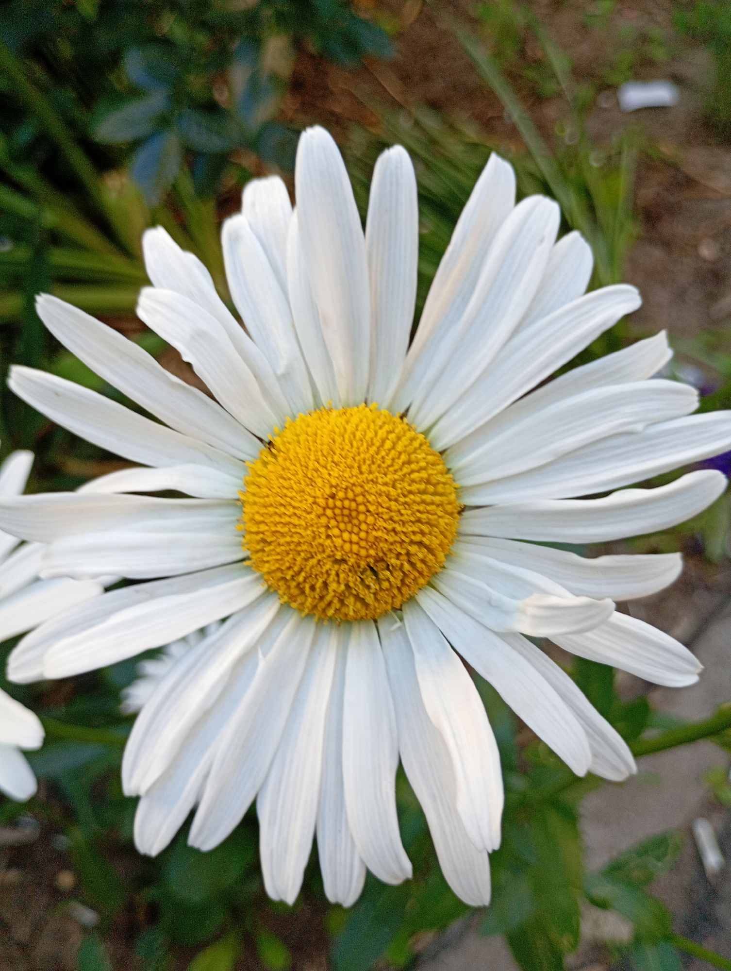 A close-up, vertical shot focuses on a single white daisy with a bright yellow center. The flower's white petals, radiating outwards, are slightly curved and show delicate veining. The yellow center is densely packed with small, textured florets. In the background, blurred greenery and brown earth suggest an outdoor setting. The image is sharp and well-lit, highlighting the textures and colors of the daisy. There is no indication of the city of Avanhard, Ukraine, in this image.