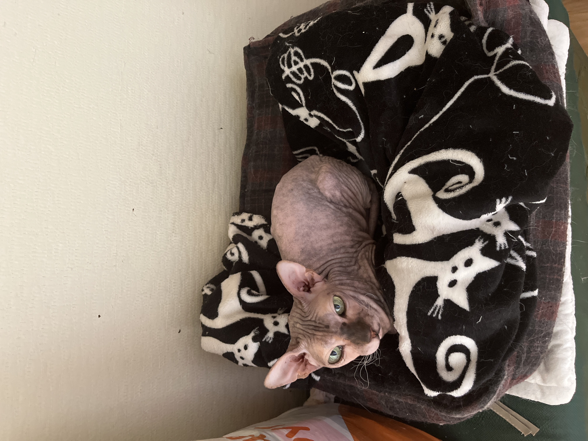 A hairless cat with green eyes is resting on a pile of blankets. The blankets are dark colored with a black and white pattern. The cat is lying down, curled up. The background is a plain, light-colored wall with a few dark specks. There is also a glimpse of an orange object to the left of the cat, possibly a bag. The scene appears to be indoors.