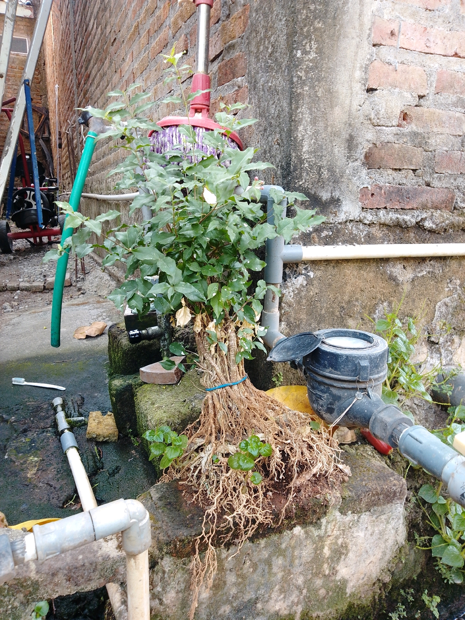 This image depicts an outdoor scene, likely in Cikal, Indonesia, characterized by a brick wall and a water meter. In the foreground, a plant with exposed, dry roots is centrally positioned on a moss-covered stone. The plant is tied with a blue cord. To its left, a green hose hangs down, and a toothbrush lies on the wet ground. Various pipes and plumbing fixtures are visible around the water meter. In the background, a ladder and a red wheeled cart are present against the brick wall. The overall environment appears to be somewhat unkempt, with evidence of outdoor plumbing and vegetation.