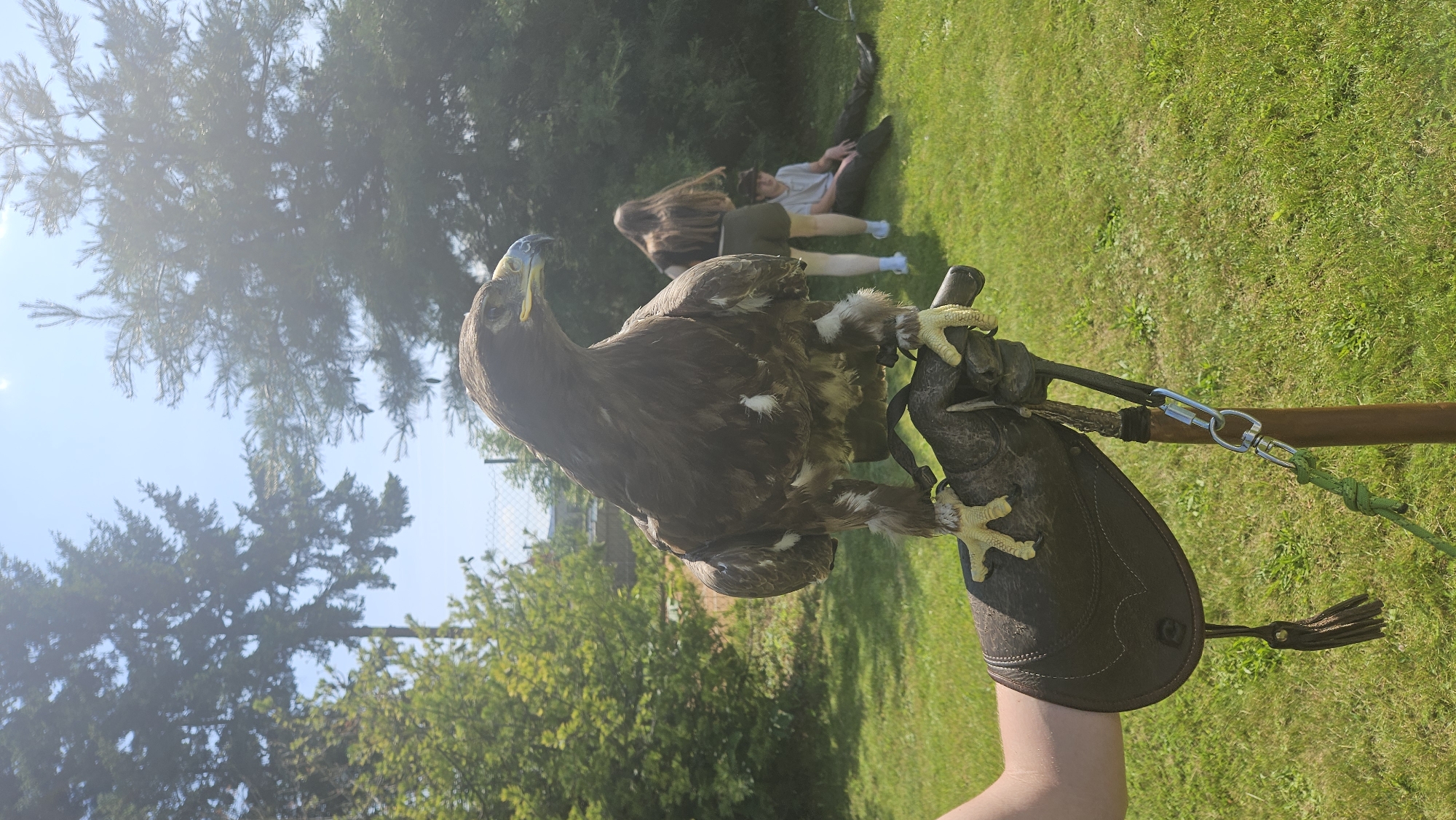 A large brown eagle is perched on a gloved hand in a grassy outdoor area. The eagle has sharp talons and a distinctive beak. In the background, two people are visible: a young woman with long brown hair and a young man sitting on the grass. The environment appears to be a park or recreational area with trees and a fence in the distance. The sun is shining, casting bright light and some lens flare onto the image. The scene is likely set in a city like Prešov, Slovakia, given the presence of people and what appears to be a public outdoor space.