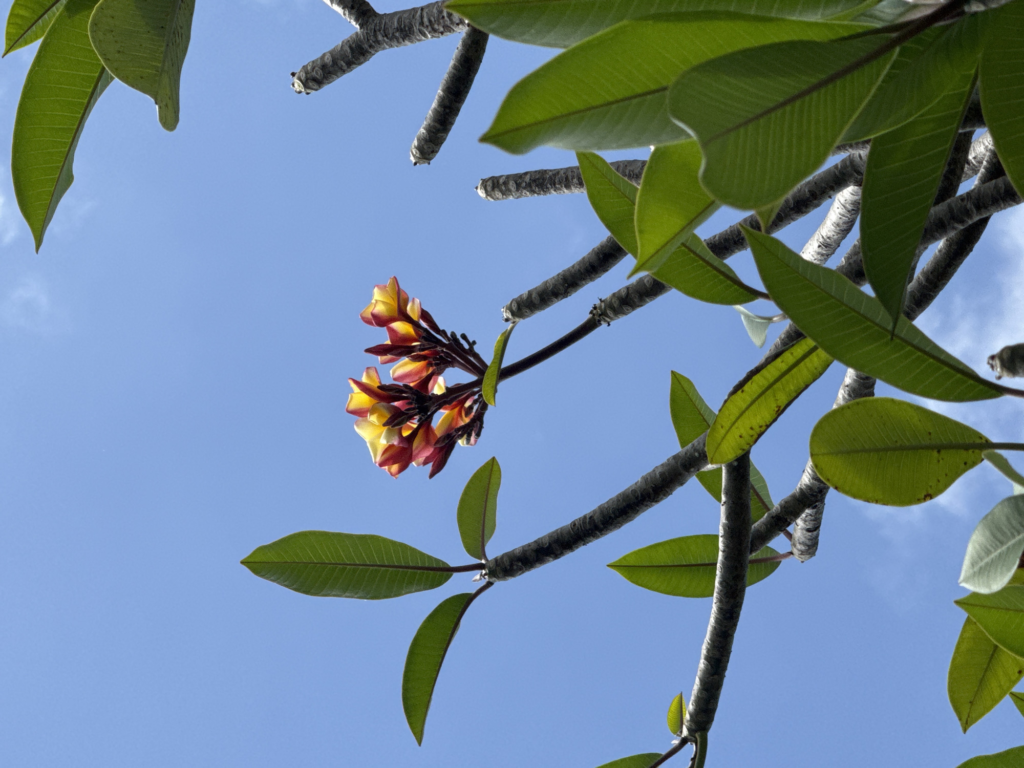 A close-up, low-angle shot captures a cluster of vibrant plumeria flowers in bloom against a clear blue sky in Denpasar, Indonesia. The flowers display a gradient of colors, transitioning from deep red at the base to yellow at the tips of their petals. Surrounding the blossoms, lush green plumeria leaves are visible, some unfurling and others fully grown, with their characteristic veined texture. The dark, textured branches of the plumeria tree are also prominent, some appearing pruned and bearing the scars of previous growth. The overall scene is bathed in bright daylight, creating a strong contrast between the colorful flowers, the green foliage, and the stark blue sky. The image appears to be taken from below, looking upwards into the tree canopy.