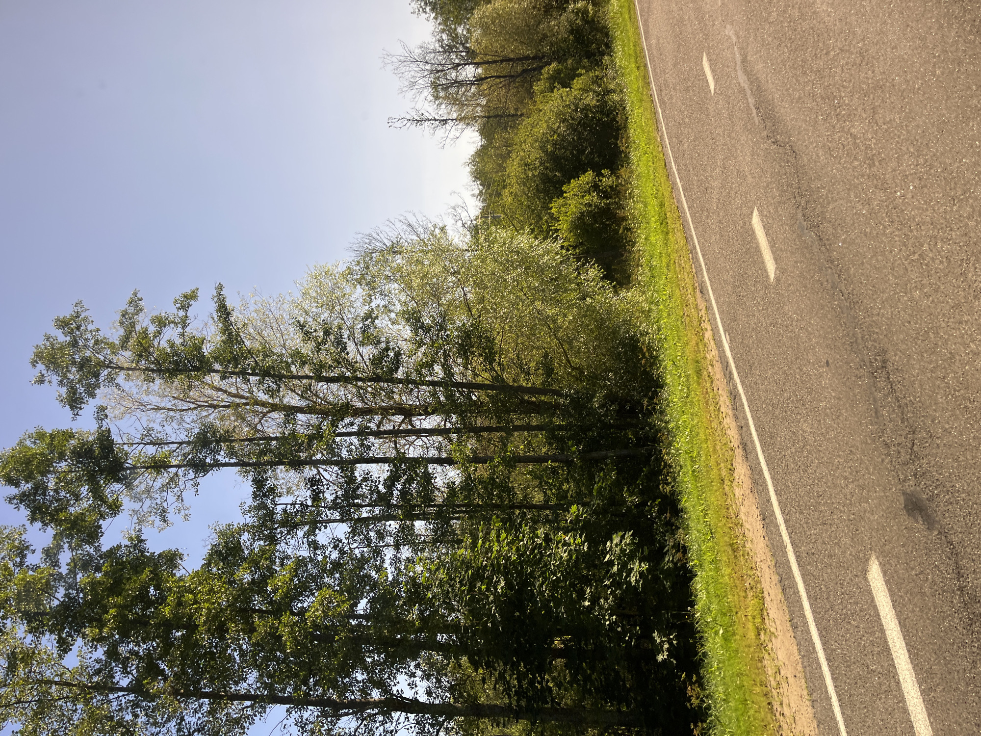 The image shows a paved road with white lane markings, likely a highway or a main road, in a rural area. The road surface appears to be asphalt, with some signs of wear and tear. To the left of the road is a grassy verge transitioning into a dense line of trees. The trees are a mix of deciduous and coniferous species, with lush green foliage suggesting a summer or late spring setting. The sky is clear and blue. The overall impression is one of a scenic, undeveloped landscape. The location is identified as Mядзельскі сельскі Савет, Belarus, a rural administrative division.