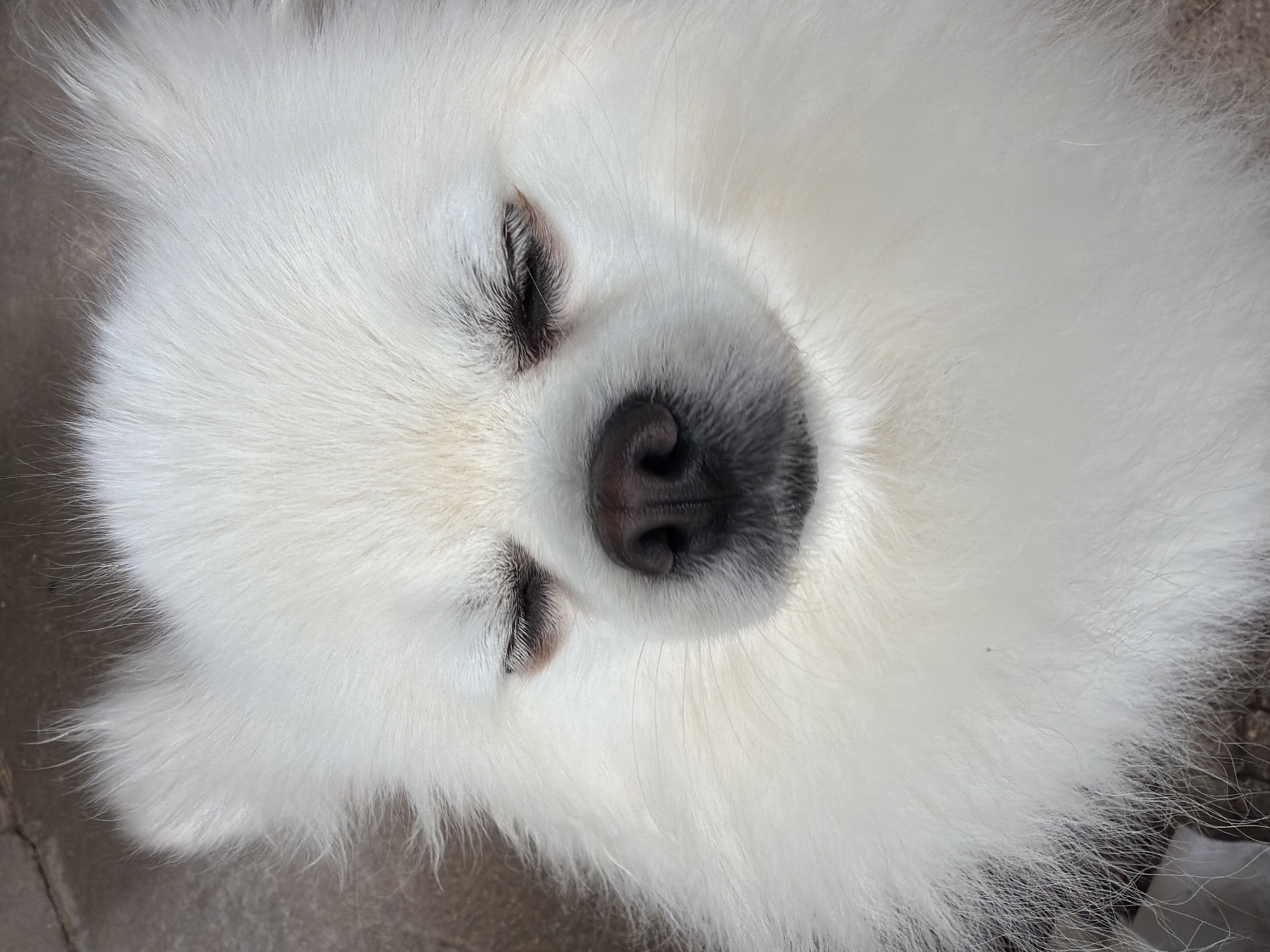 A close-up, eye-level shot shows a white Pomeranian dog with its eyes closed. The dog's fur is long and fluffy, framing its face. The dog's nose is dark and moist. The background is out of focus and appears to be a textured, neutral surface, possibly concrete or stone. The lighting is bright, illuminating the dog's fur. The scene appears to be outdoors. This image was captured in Папярнянскі сельскі Савет, Belarus.