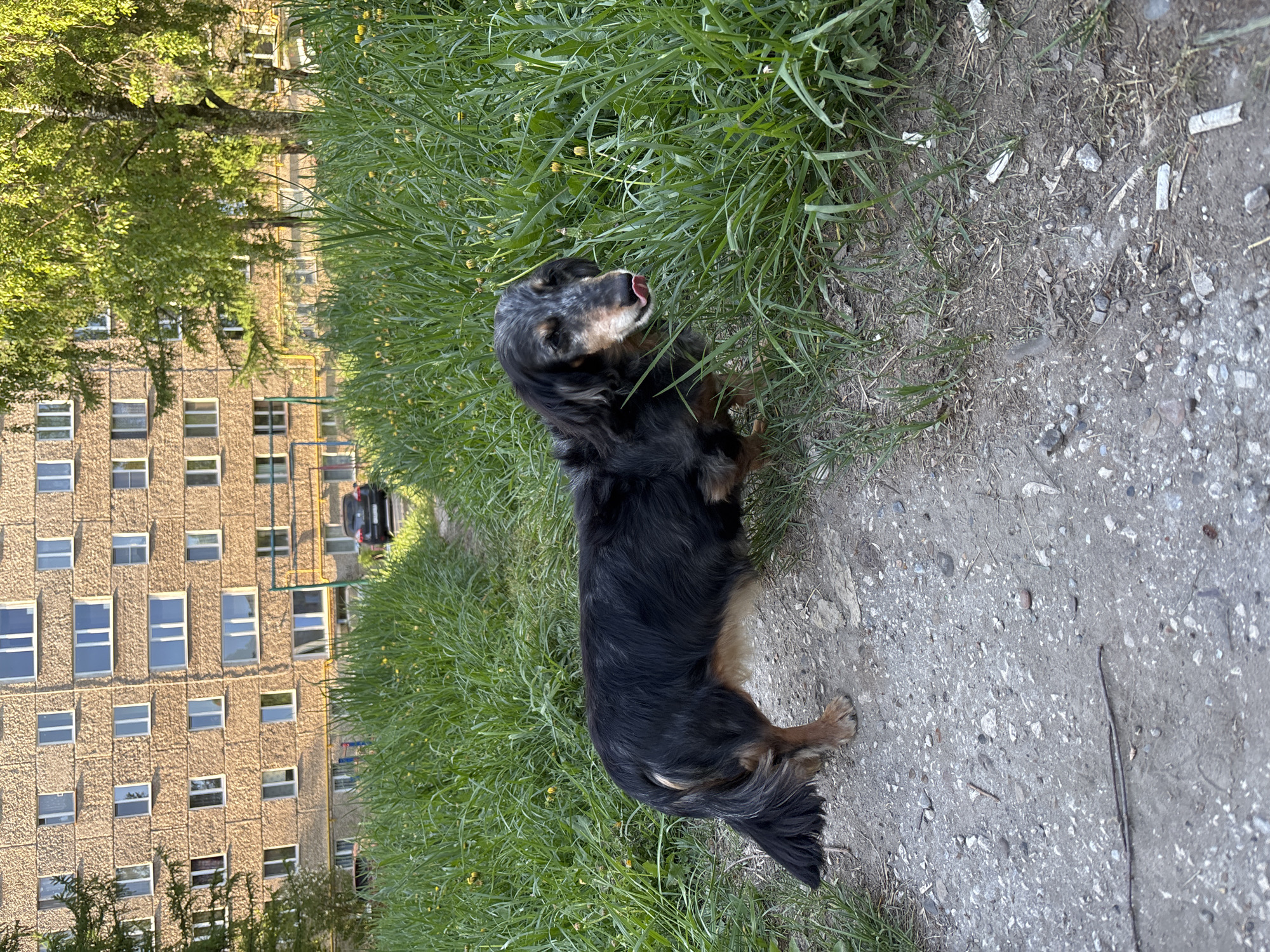 The photograph depicts a black and tan long-haired dachshund standing on a paved path next to tall green grass. In the background, there is a large, multi-story building with numerous windows, a parked car, and a tree. The setting appears to be in a residential area of Izhevsk, Russia. The dog is panting, with its tongue visible. The path is partially covered with dirt and small stones.