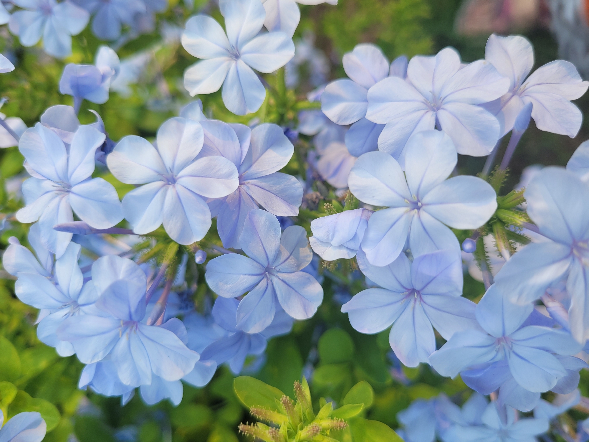 This is a close-up, vertical, eye-level shot of a cluster of light blue plumbago flowers in bloom. The flowers have five petals each and are set against a blurred background of green foliage and hints of other flowers. The lighting suggests it is daytime, likely with soft, natural light. There are no people or man-made structures visible. The scene appears to be an outdoor garden or natural setting. The location is specified as Trachoni, Cyprus.