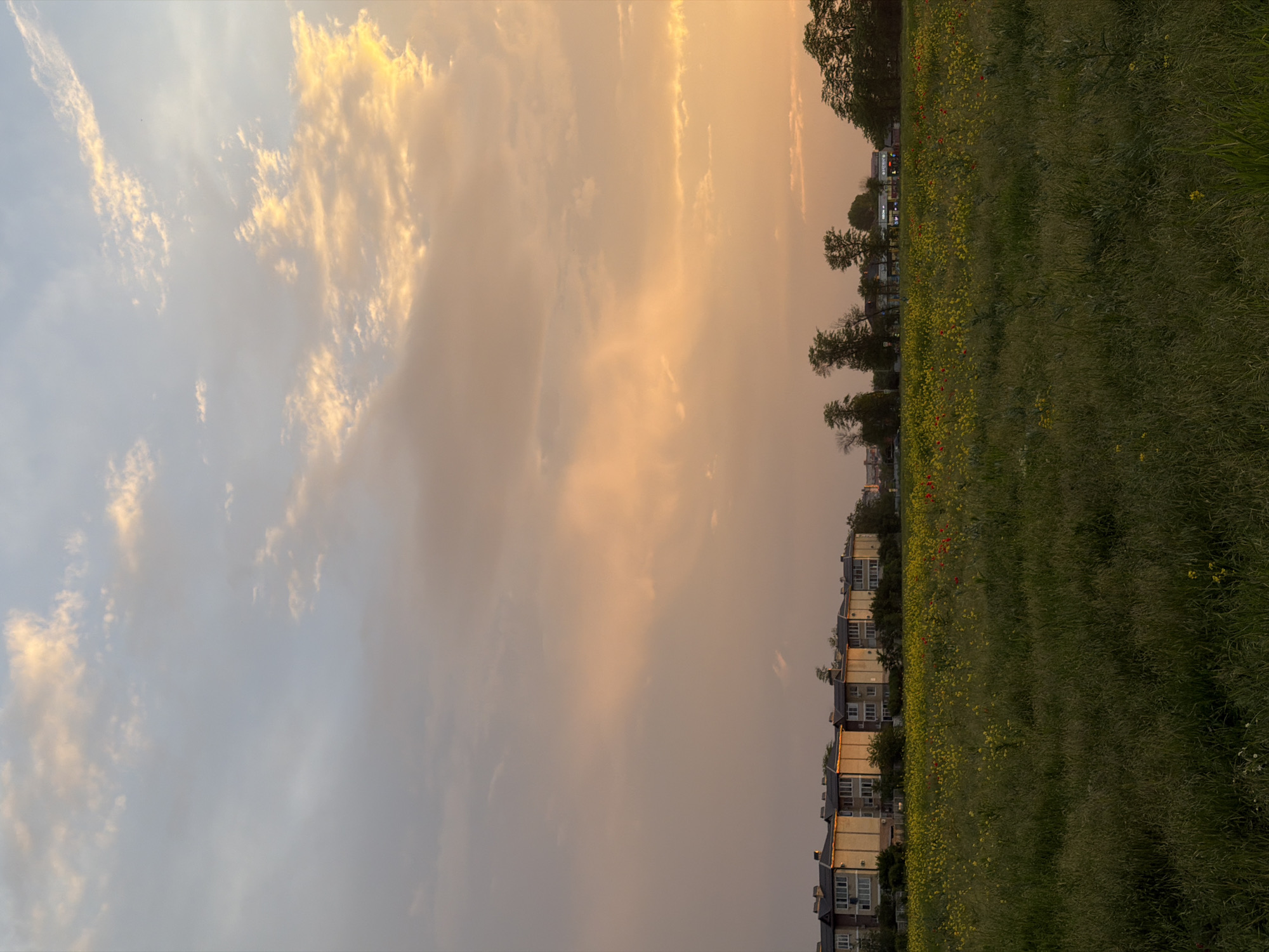The image depicts a landscape scene, possibly in Krasnodar, Russia. A row of low-rise buildings lines a field of green grass with scattered yellow and red wildflowers. Trees border the field. The sky is filled with clouds tinged with gold, suggesting either sunrise or sunset. The image is oriented sideways.
