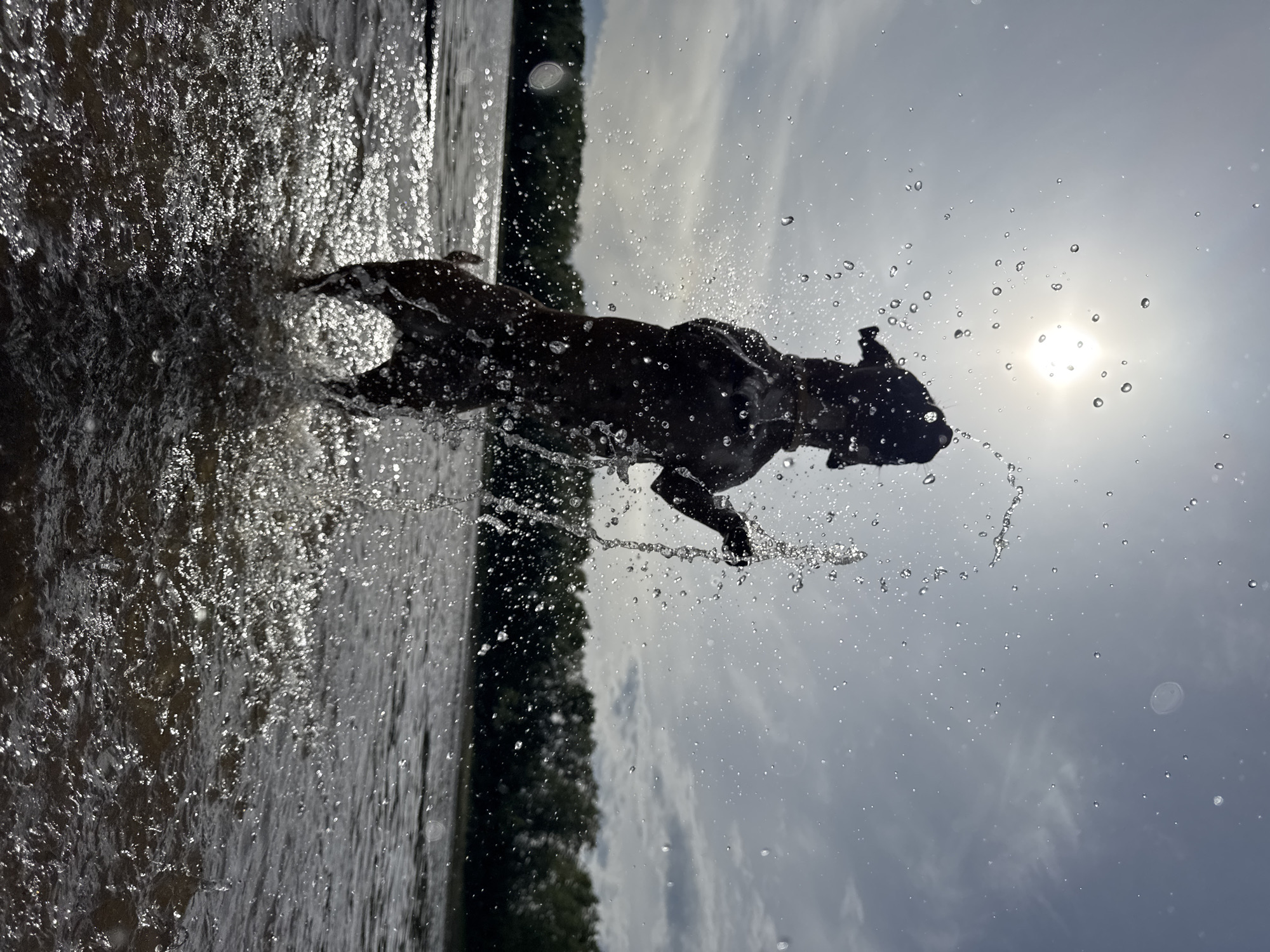 This media file captures a dog energetically splashing through the water. The dog, silhouetted against a bright sky, appears to be mid-leap or turning, with water spraying around its body. The scene is set at the edge of a body of water, possibly a lake or river, with a tree-lined shore visible in the background. The sun is high in the sky, indicated by the bright light and lens flare, suggesting it is likely midday. The water is dynamic and catches the light, creating a sense of movement and exhilaration. The overall mood is one of joyful activity and freedom. No visible text is present in the media file.