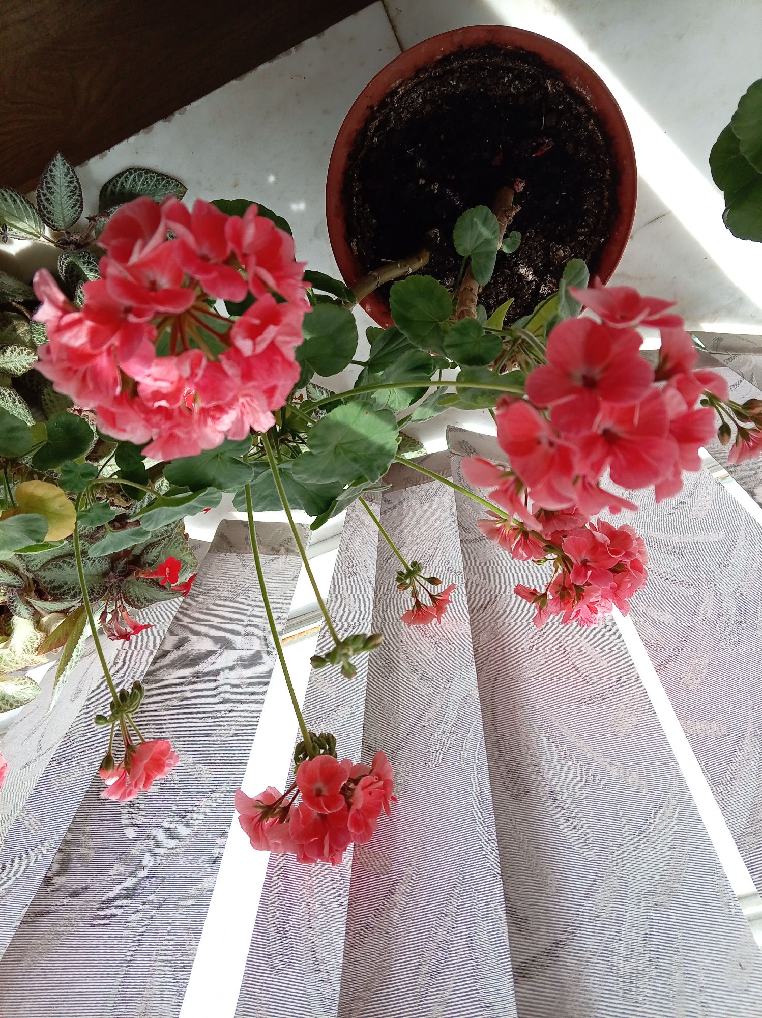 A potted plant with pink flowers is shown from a low angle. The plant is in a reddish-brown pot filled with dark soil. The flowers are clustered together, with many petals on each bloom. Green leaves are visible among the flowers. The pot sits on a white surface, possibly a windowsill or ledge. Behind the plant are vertical blinds with a textured pattern. The background is blurred, suggesting a shallow depth of field. The lighting indicates the presence of natural light, casting shadows and highlights. The scene is indoors, likely in a residential setting. There are no people or animals visible in the image. The image was taken in Zheleznovodsk, Russia.