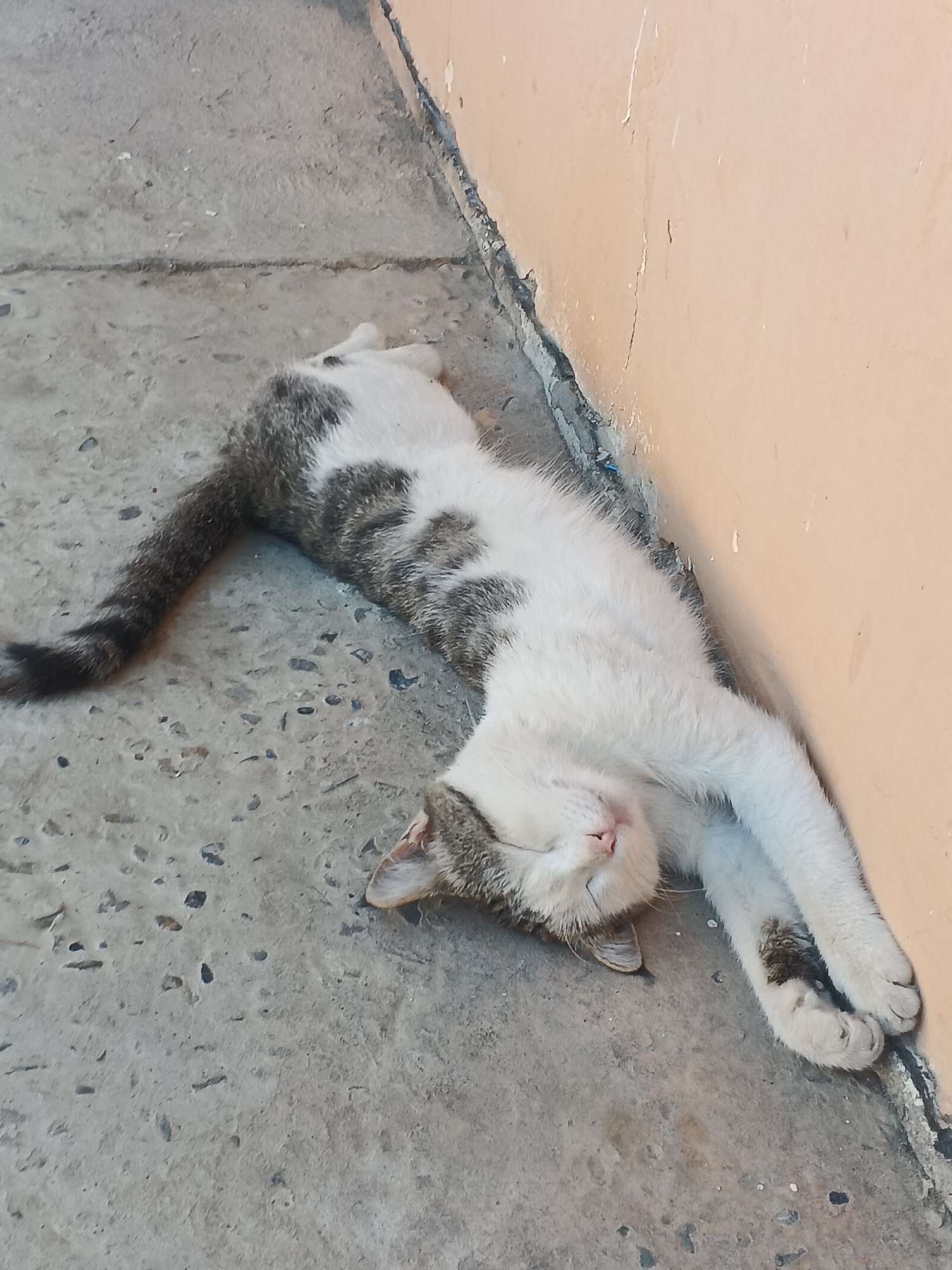 A tabby and white cat is sleeping on its back, with its paws extended upwards and its head resting against an orange wall. The cat is on a concrete surface with small dark pebbles embedded in it. The scene appears to be outdoors, possibly in an alleyway or courtyard. The lighting suggests it is daytime.