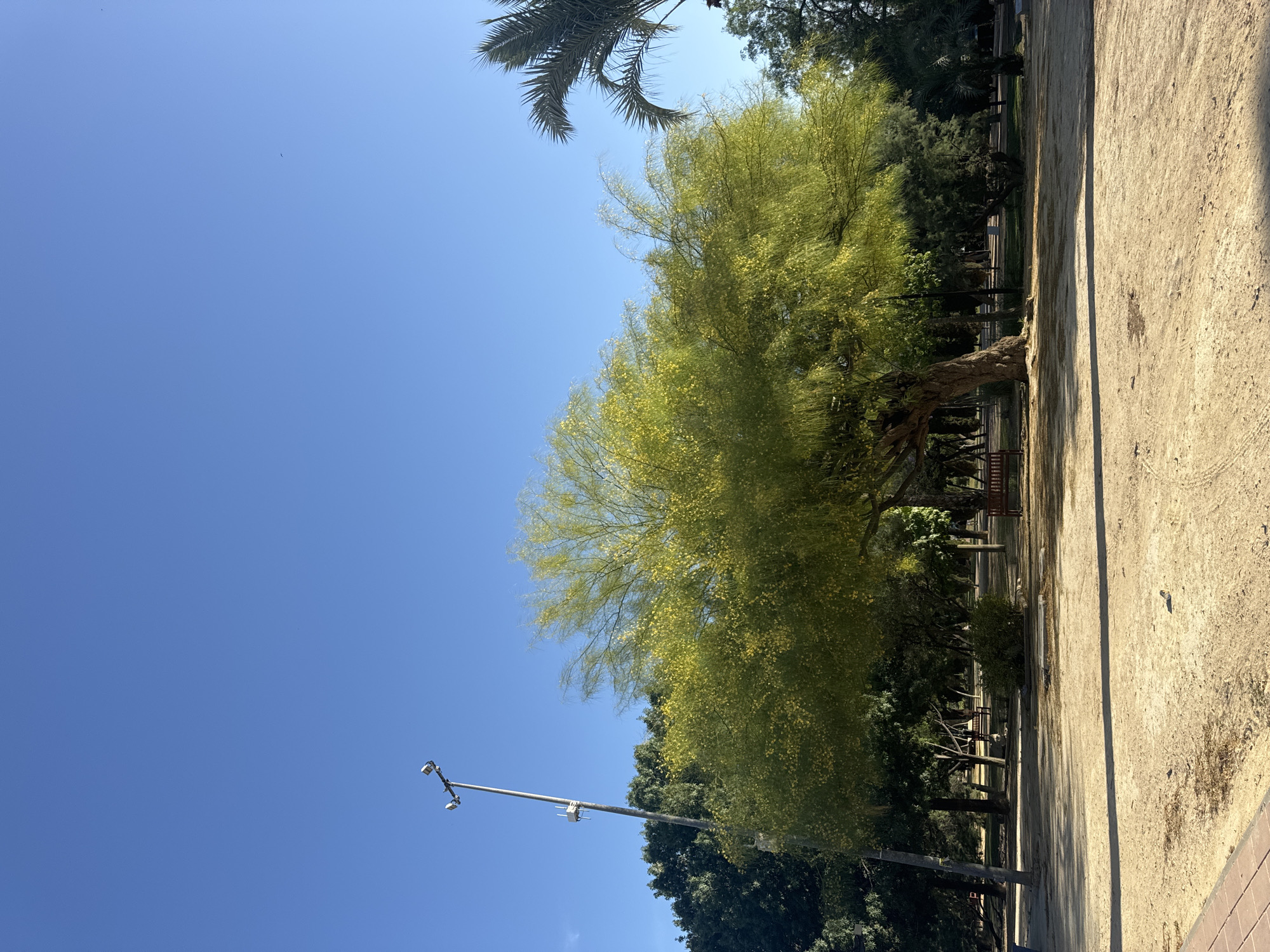 A wide, sunny park scene under a clear blue sky. A large tree with bright green, feathery leaves dominates the center of the frame. To its left, a tall lamppost with two lights and some antennas stands against the sky. In the background, various other trees, including a palm tree on the right, create a dense line of foliage. The ground is covered in light-colored sand or dirt, with some scattered leaves and tire tracks visible. A park bench can be seen in the middle ground, under the large tree. The scene suggests a public park in Murcia, Spain, on a bright, clear day.