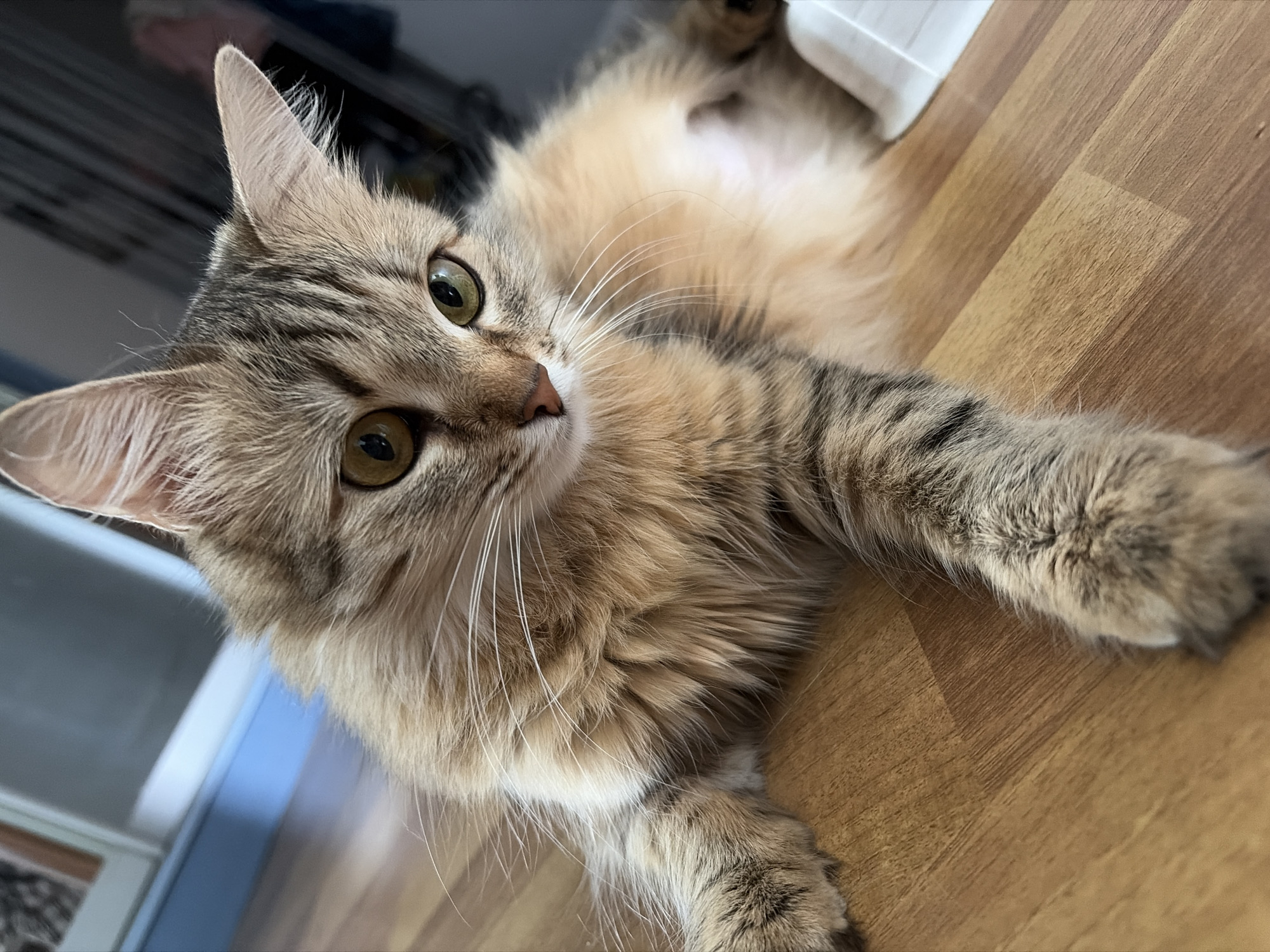 A tan and brown tabby cat is lying on a light brown wooden floor. The cat's eyes are a yellowish-green color. The cat's head is tilted up and to the left. The location is not specified.