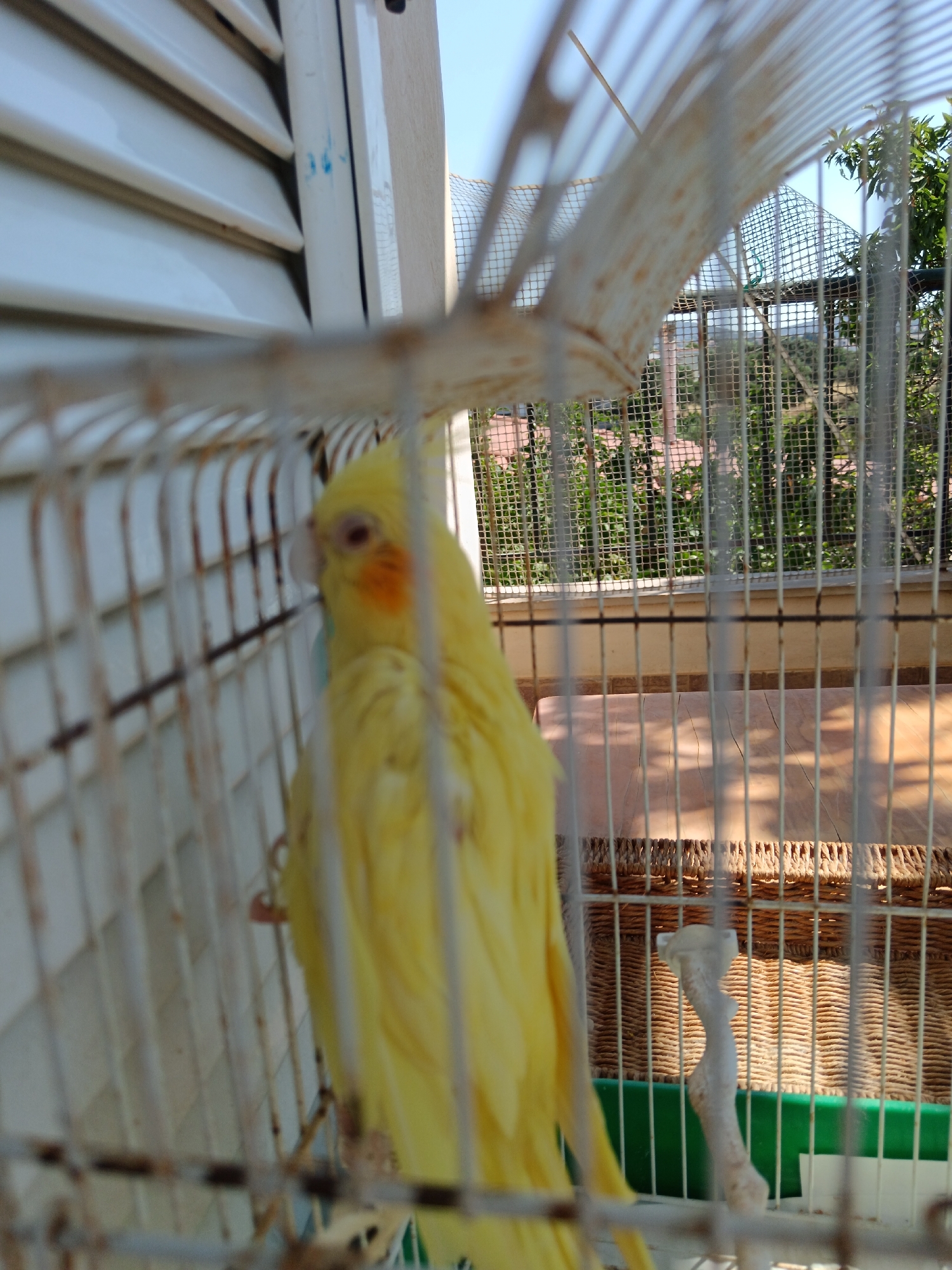 An unfocused image shows a yellow cockatiel inside a white birdcage. The bird is positioned in the center of the frame, facing left, with its orange cheek patches visible. The cage bars are prominent, creating a grid-like effect. Outside the cage, a blur of green foliage and a tiled surface can be seen. The setting appears to be outdoors, possibly a balcony or patio, given the presence of greenery and a clear sky. There are no people or specific landmarks that would indicate the precise location within Agia Marina, Greece. The image is taken from a close-up perspective, with the foreground dominated by the cage.