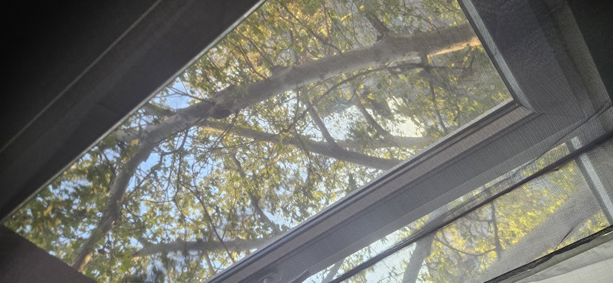 The image depicts a view through a window, likely indoors, of a tree with green leaves and branches against a light blue sky. The window has a screen. The frame of the window is visible on the sides and top, appearing dark gray. The location is unknown.
