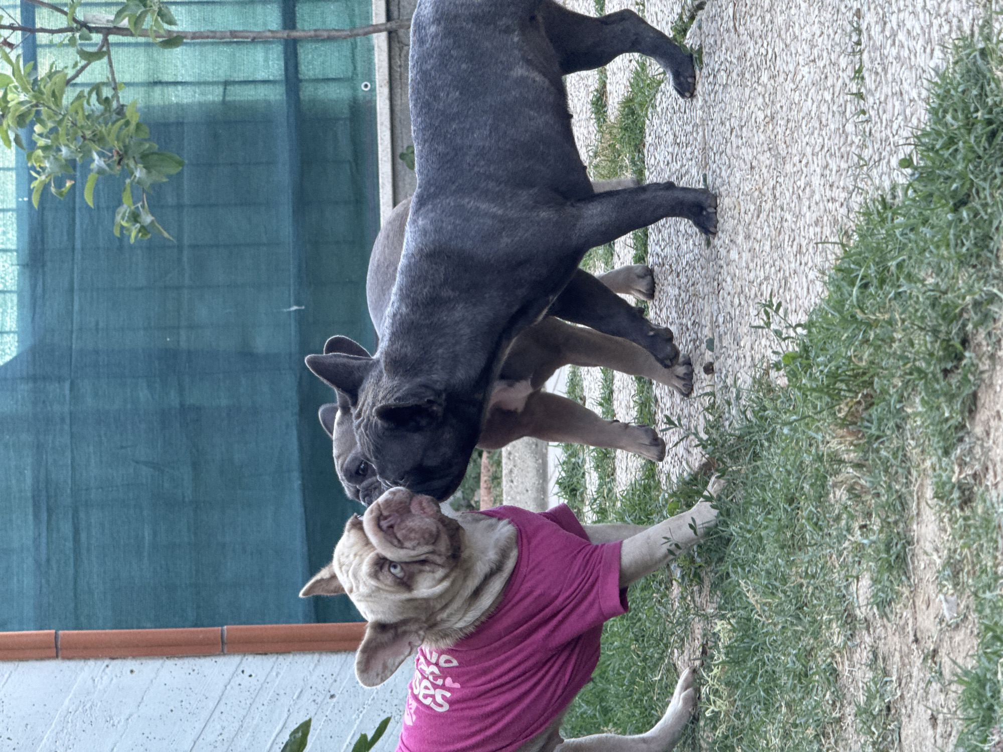 The image depicts three French Bulldogs in an outdoor setting, likely a backyard, in San Benedetto del Tronto, Italy. Two of the dogs are dark gray, and one is a lighter fawn color and is wearing a bright pink t-shirt. The fawn dog is in the foreground, looking up and to the left with its mouth slightly open, appearing to be interacting with the dark gray dogs. One dark gray dog is standing over the fawn dog, with its head close to the fawn dog's face. Another dark gray dog is partially visible behind the first, also appearing to be interacting with the fawn dog.
The ground is a mix of textured paving stones and green grass. In the background, a teal-colored shade cloth is visible, hung on a fence. To the left of the shade cloth, a tree branch with green leaves hangs into the frame. The time of day appears to be daytime, given the lighting. The atmosphere seems playful and interactive among the dogs. The pink t-shirt on the fawn dog has white text on it, which is partially visible and appears to say "YOU MAKE ME HAPPY".