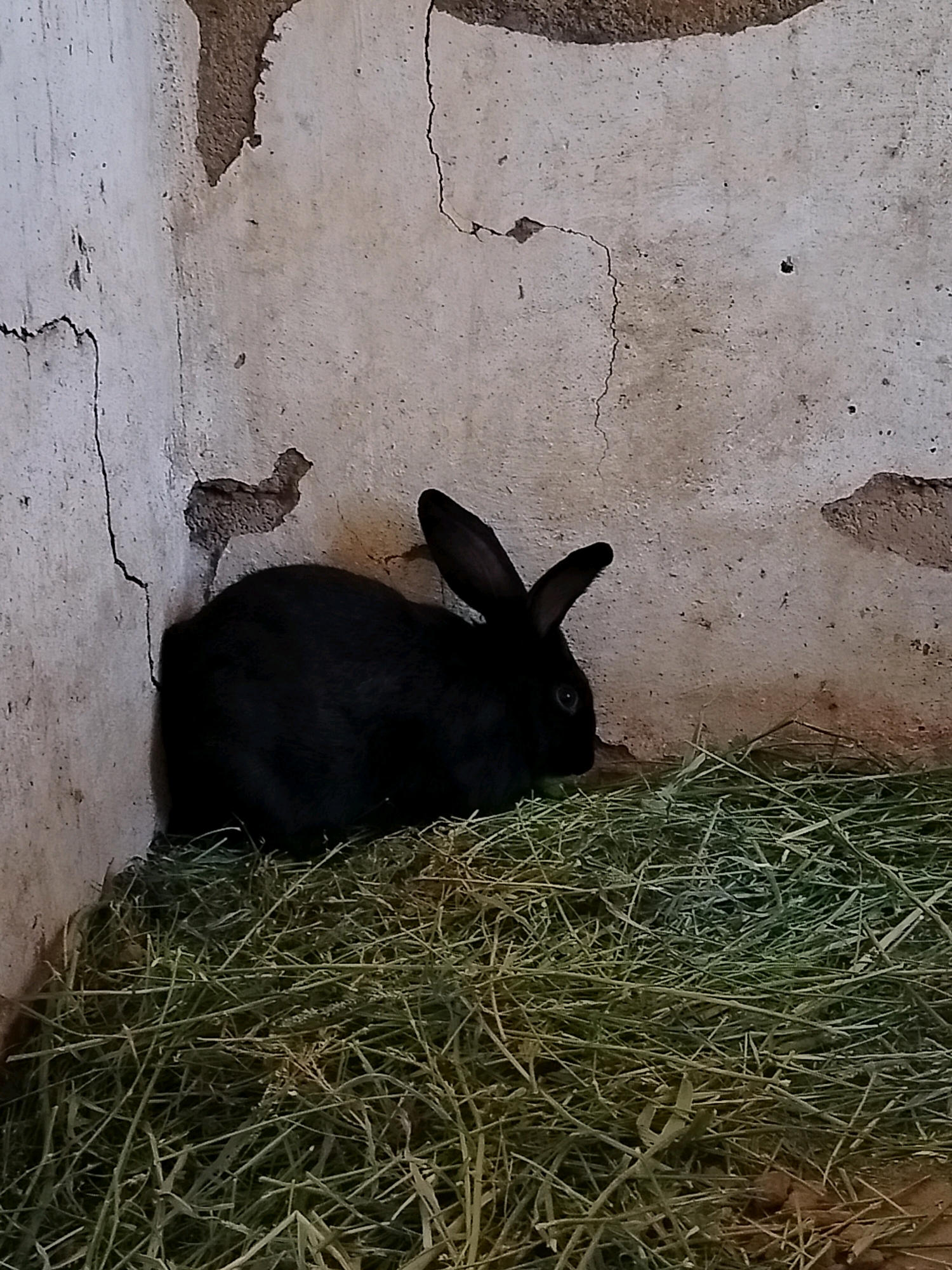 A black rabbit sits on a bed of dried grass in a corner of a room with cracked, unfinished concrete walls. The rabbit is facing to the right, with its ears pointing upwards. The wall on the left and in the background is dirty and shows signs of disrepair, with visible cracks and crumbling plaster. The floor is covered with a thick layer of hay or dried grass, on which the rabbit is resting. The lighting is dim, creating shadows that highlight the textures of the walls and the fur of the rabbit. The overall impression is one of a simple, rural enclosure. The location is identified as Көлкент, Kazakhstan, implying a rural or semi-rural setting within this city.