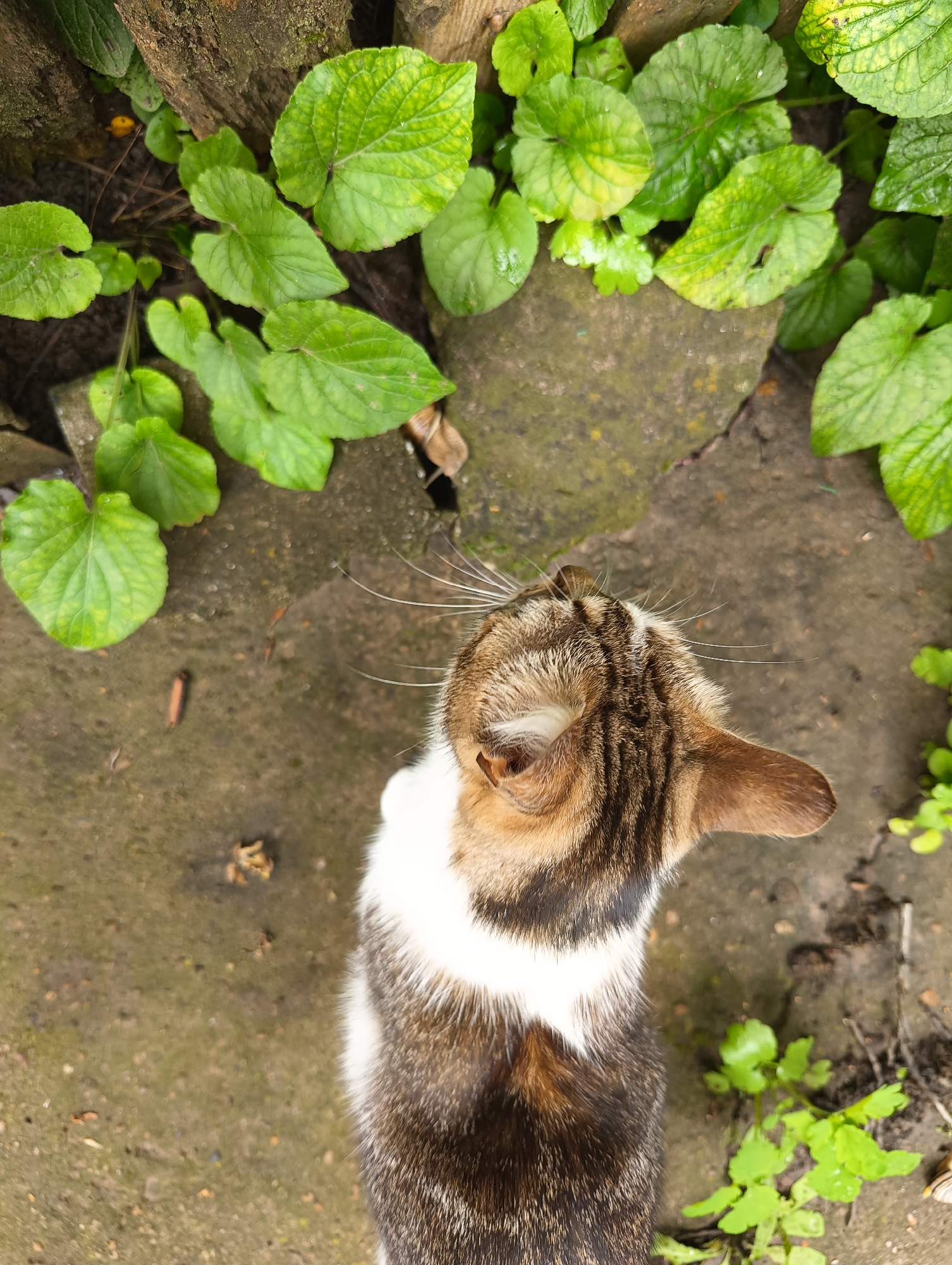 An overhead view captures a domestic cat situated in an outdoor environment in the city of Unknown, Unknown. The cat, a domestic short-haired tabby with brown and black striped fur on its head, back, and ears, and white fur on its chest and underbelly, is positioned in the lower portion of the frame, facing away from the camera. Its head is slightly turned towards the upper-left, revealing prominent white vibrissae extending from its muzzle area. The ground surface is a rough, greyish-brown material, likely concrete or packed soil, exhibiting cracks and areas of darker discoloration. Various green plants with rounded, somewhat scalloped leaves, some showing yellowing or minor damage, populate the upper and right edges of the frame. Fragments of wood are visible along the upper-left edge, and a light-colored snail shell with spiral markings is partially discernible in the lower-right corner.