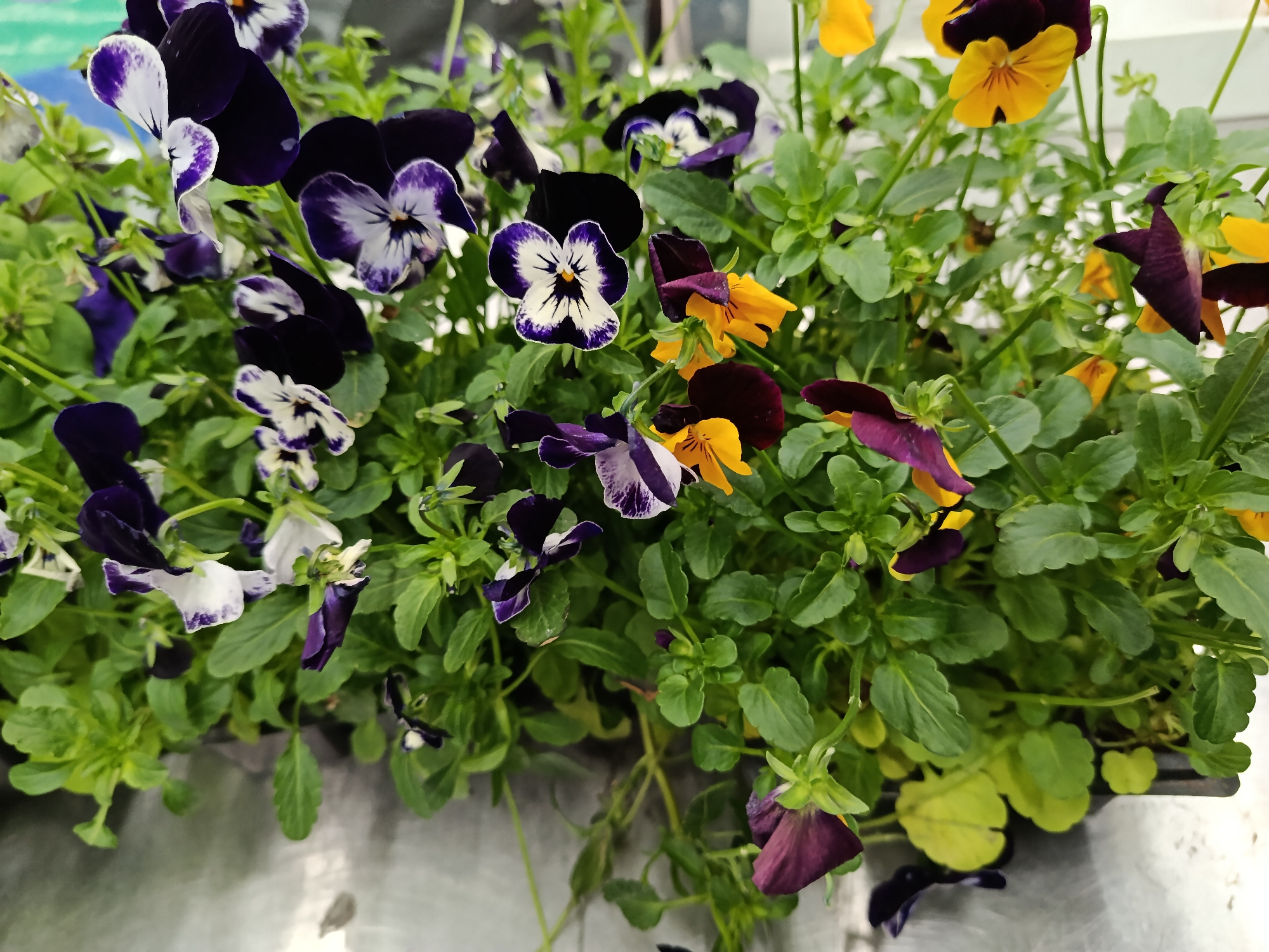 The image shows a close-up view of a variety of pansy flowers arranged in a planter. The pansies exhibit a range of colors including purple, white, yellow, and bi-colored varieties with contrasting patterns. The flowers are interspersed with green foliage. The surface beneath the planter is metallic and reflects light. There is no indication of the city of Moscow or the presence of people.