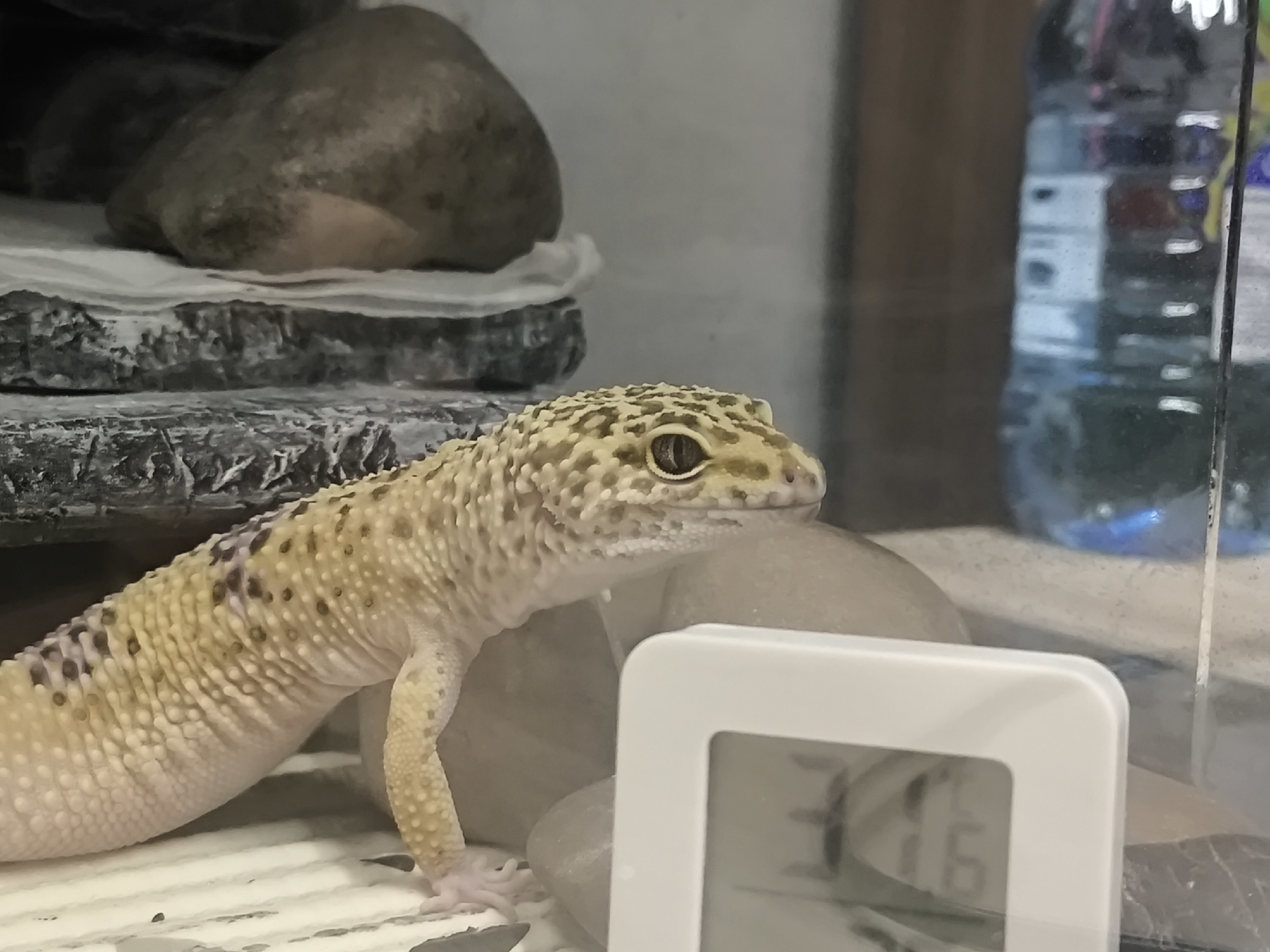 A leopard gecko is positioned near a white digital thermometer in an enclosure. The gecko is tan and yellow with brown spots. In the background is a water bottle and a rock structure with two large rocks on top of a gray platform. It is not possible to determine if this image was taken in Chaikovsky, Russia based on this image.