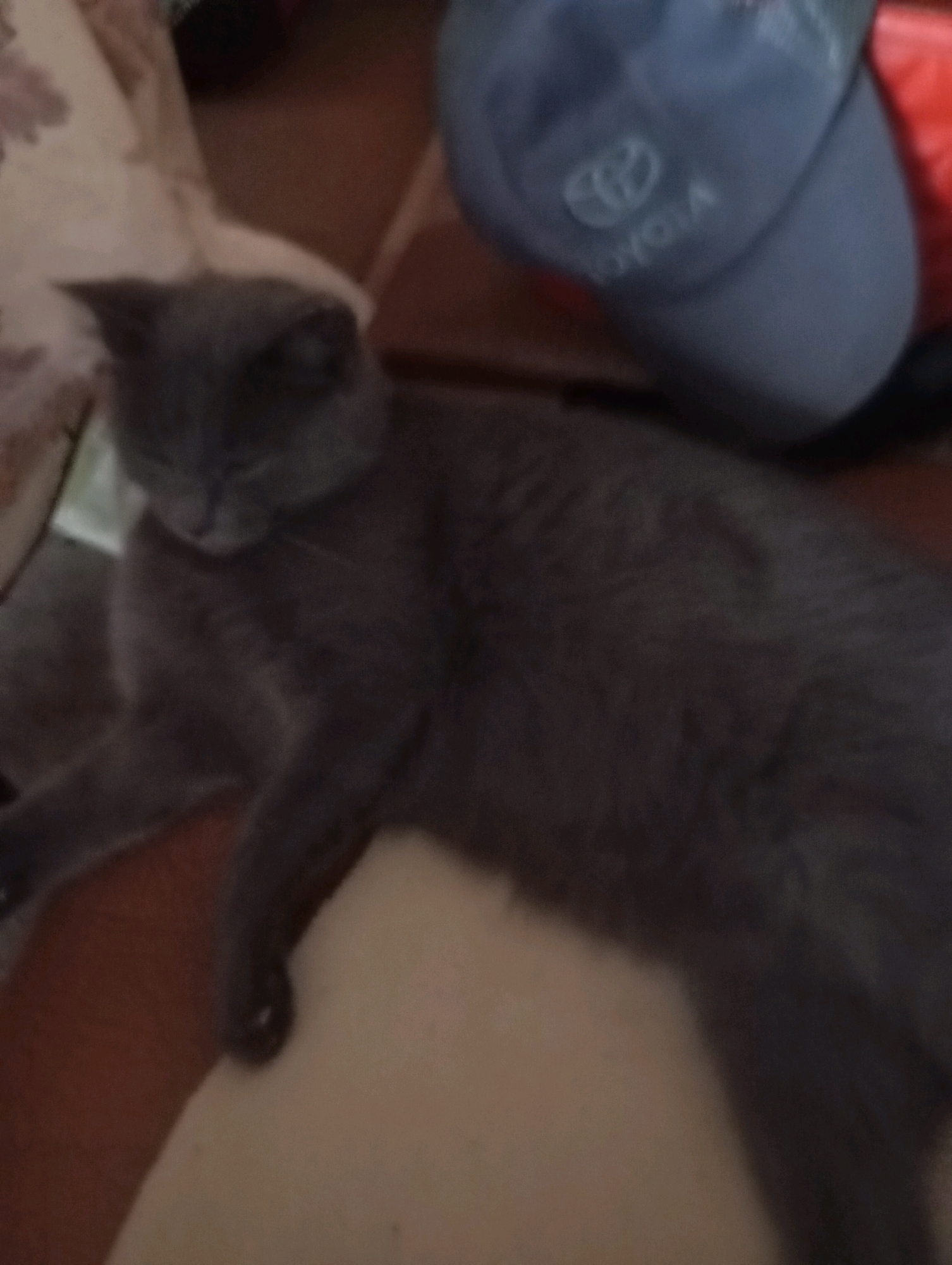 The image depicts a domestic indoor scene in Horishni Plavni, Ukraine. A gray cat is lying on a surface, possibly a couch or bed, with its eyes closed. The cat appears to be resting. In the background, a blue cap with the Toyota logo is visible, along with other indistinct objects that suggest a casual, home environment. The lighting suggests it is daytime.