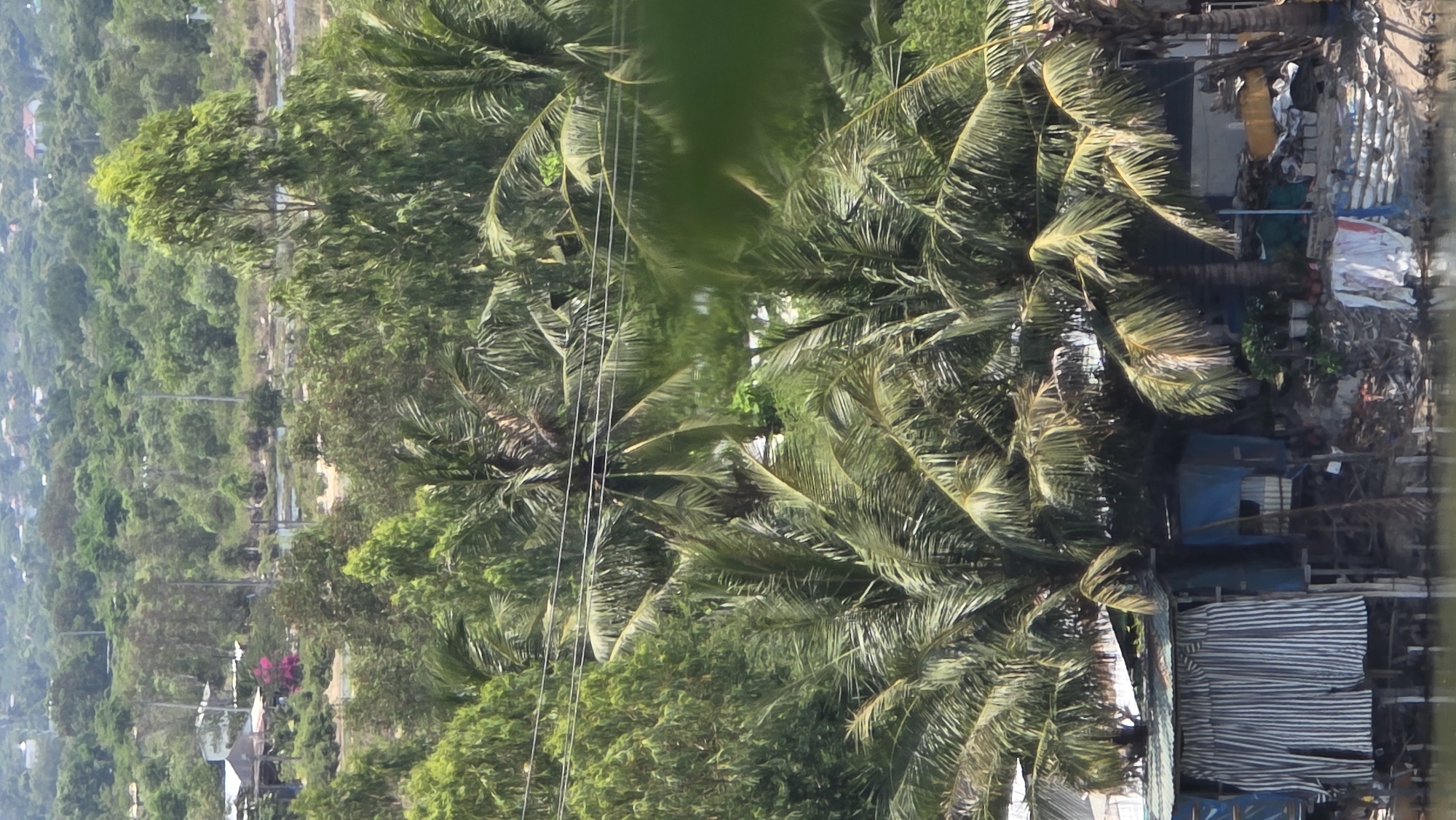 The scene displays an elevated view within the city of Nam Natural Heritage Area Trang, Vietnam. Lush green trees, notably palm trees, dominate the view. In the background, a dense forest blankets a slope. In the vicinity of the trees are dwellings constructed from metal sheets, wood, and plastic tarps. Electrical wires run through the trees. The environment is a mix of natural and urban elements.
