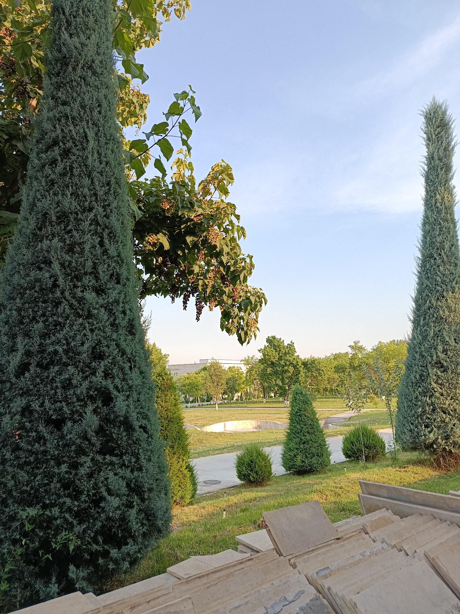 In the city of Gulshan, Uzbekistan, a park scene is captured with a clear blue sky overhead. Two tall, slender evergreen trees dominate the foreground, one on the left and another to the right, framing the view. Their dense, dark green foliage contrasts with the lighter green of the surrounding grass and the dappled sunlight filtering through the leaves of a deciduous tree in the upper left. The deciduous tree displays clusters of brown fruit or seed pods.
Further into the park, a path meanders through a well-maintained grassy area dotted with smaller, rounded evergreen bushes and a conical evergreen. In the middle ground, a light-colored structure, possibly a decorative fountain or pond, is visible. Beyond this, a line of trees forms a green backdrop, and a building with a light-colored facade can be seen in the far distance. In the immediate foreground, stacked beige paving stones lie on the grass, suggesting recent or ongoing landscaping work. The overall impression is one of a tranquil, manicured park environment bathed in the soft light of late afternoon or early morning.
