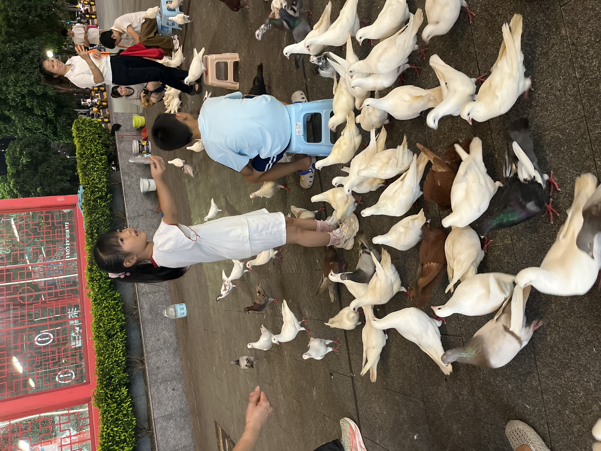 In Chancheng District, China, a young girl in a white shirt and skirt is actively feeding a large flock of pigeons on a paved outdoor area. She is extending her hand, seemingly offering food to the birds surrounding her. A young boy in a blue shirt sits on a small blue stool nearby, also observing the pigeons. A woman in a white shirt and black pants stands in the background, smiling and holding an orange object, likely a piece of food for the birds. Other people are visible in the background, seated or standing, and a few pigeons are perched on small stools. The environment includes a red-tiled structure with decorative windows in the background, bordered by lush green bushes. The ground is paved with dark square tiles, and scattered among the pigeons are a few buckets and bottles. The overall scene depicts a public area where people are interacting with and feeding pigeons.