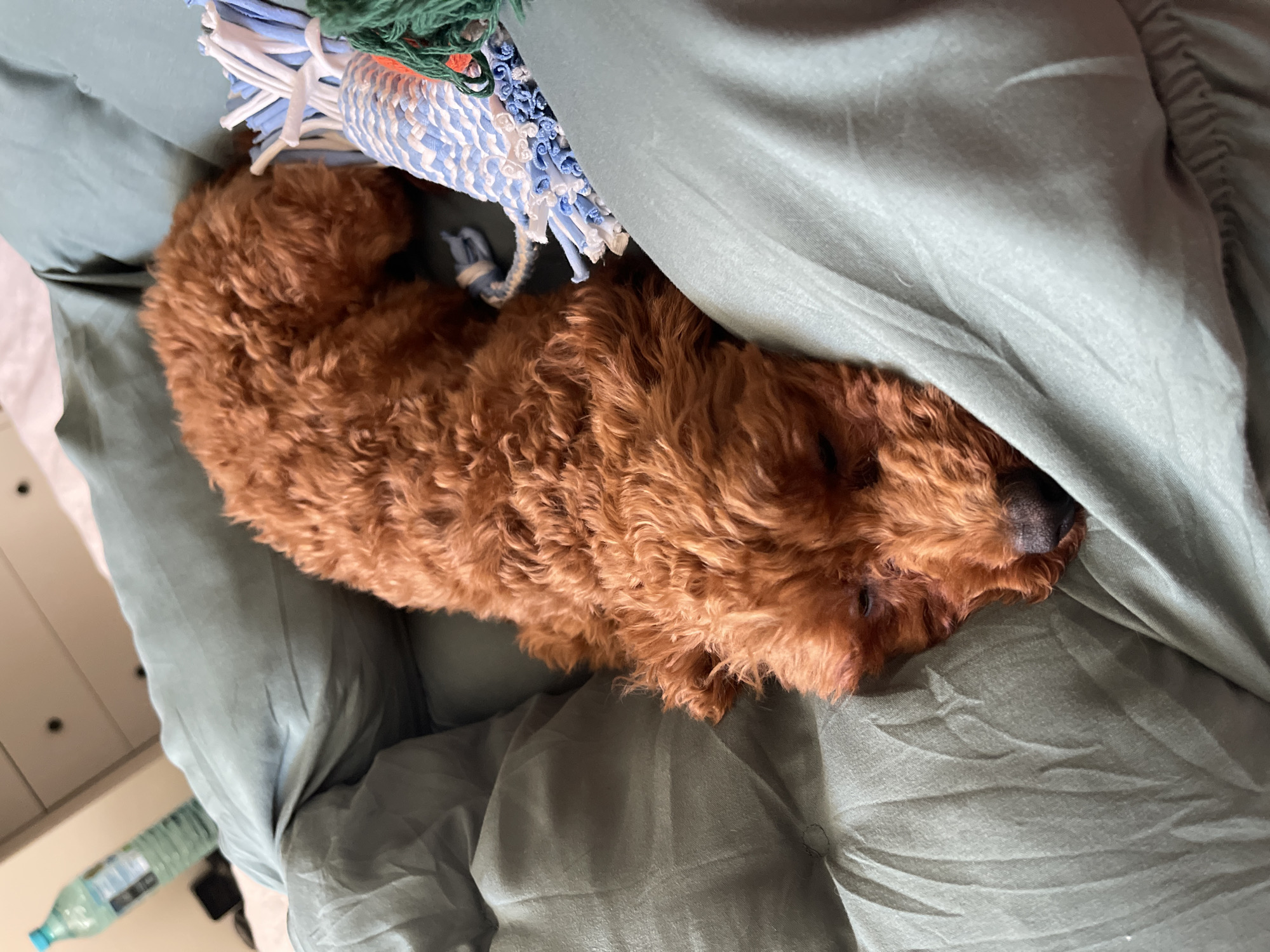 A reddish-brown, medium-sized dog with a curly coat is sleeping in a bed. The dog is partially covered by a greenish-grey sheet. Next to the dog is a blue and white woven toy with green fringe. A water bottle is visible in the lower left corner. The photograph was likely taken indoors. There is no specific information in the image to suggest the location of the city of Sofia, Bulgaria.