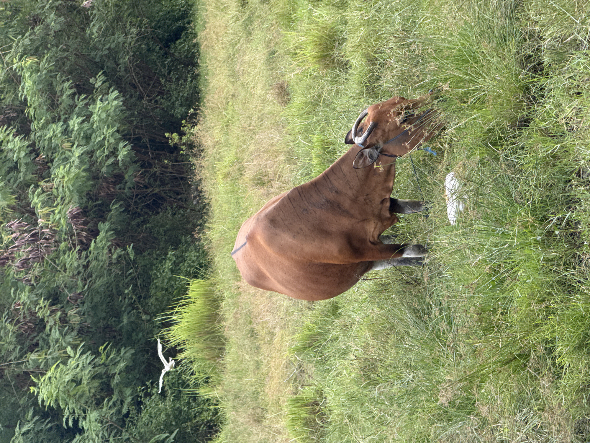 The image, taken with a vertical orientation, features a brown cow resting or grazing in a vibrant green grassy field. The cow, positioned with its body angled diagonally across the frame, has prominent curved horns and a blue harness or rope around its head. A distinctive black line is painted across its upper back. To the left of the cow, a dense backdrop of lush green trees and bushes fills the scene. A white bird is captured in flight in the mid-ground, against the darker green foliage. The ground beneath the cow and extending to the right is covered in varied green grass, with some areas appearing taller and more untamed. A white object is partially visible in the grass near the cow's head, its purpose unclear. The scene is illuminated by bright daylight, suggesting clear weather. No people or visible text are present. The overall setting appears to be a natural, open pasture area.