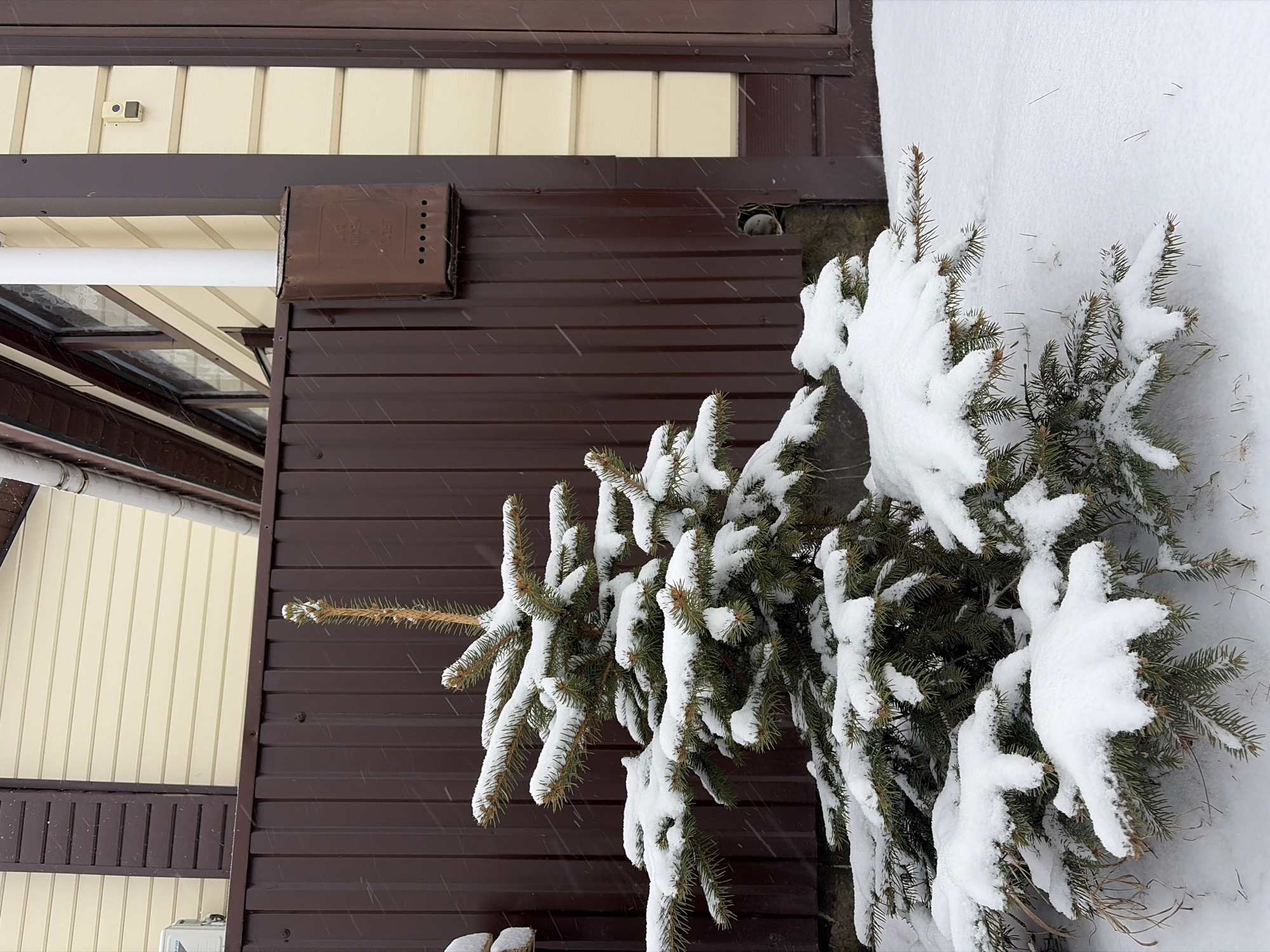 The image shows a snow-covered exterior scene in what is likely Chaikovsky, Russia. A small evergreen tree or shrub, heavily laden with snow, stands against the exterior wall of a building. The building features dark brown horizontal siding with sections of beige vertical siding visible. A brown box with ventilation holes is mounted on the brown siding. Snowfall is visible in the air. A section of window frames is visible, partially obscured by the building.