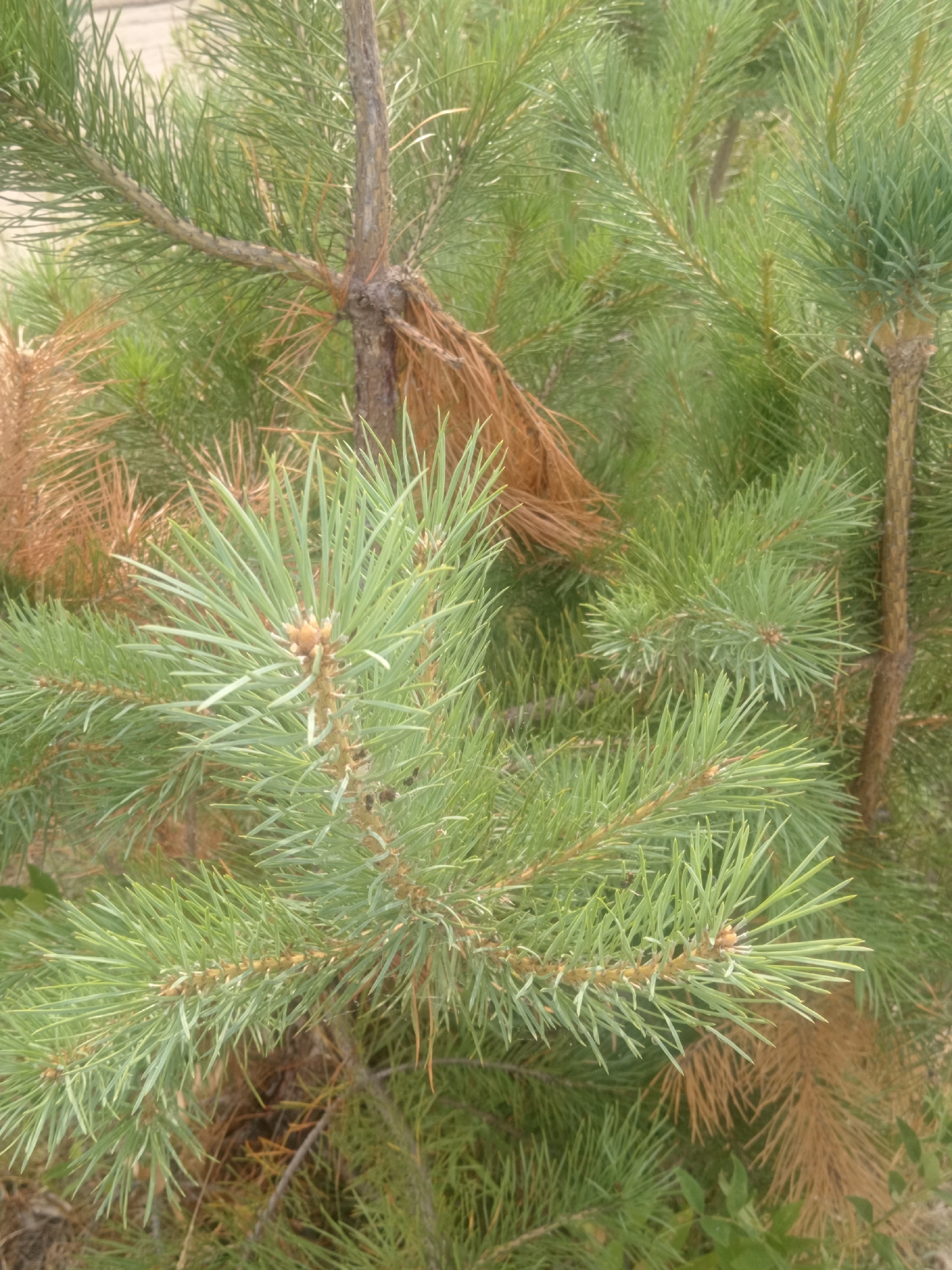 A close-up shot focuses on the needles and branches of a pine tree, with some brown, dry needles interspersed among the vibrant green ones. The scene appears to be outdoors, potentially in a natural or semi-natural environment, given the foliage and the hint of what could be a path or ground in the background. There are no people or animals visible in the image.