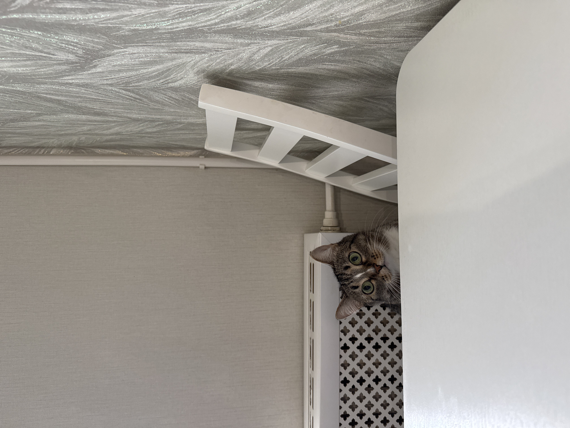 A cat peers out from behind a white, ornate radiator. The room has light gray walls and a patterned ceiling. The radiator sits beneath a white, decorative shelf.