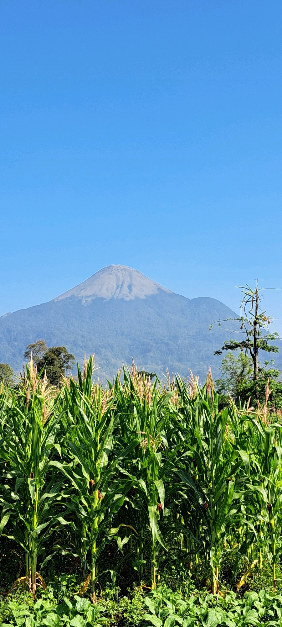 The image captures a rural landscape in Sekarjoho, Indonesia, under a clear blue sky. In the foreground, a dense field of tall, green corn stalks stretches across the frame, their leaves fanning out and obscuring the ground below. The corn plants appear healthy and are reaching maturity, with some tassels visible at the top of the stalks. Behind the cornfield, a gentle slope of lush green vegetation leads up to a majestic mountain. The mountain itself is large and imposing, with its peak slightly obscured by a soft, hazy mist. Its slopes are covered in a dense forest, giving way to a lighter, almost snow-capped appearance near the summit. The overall scene evokes a sense of natural beauty and tranquility, characteristic of agricultural regions in Indonesia.