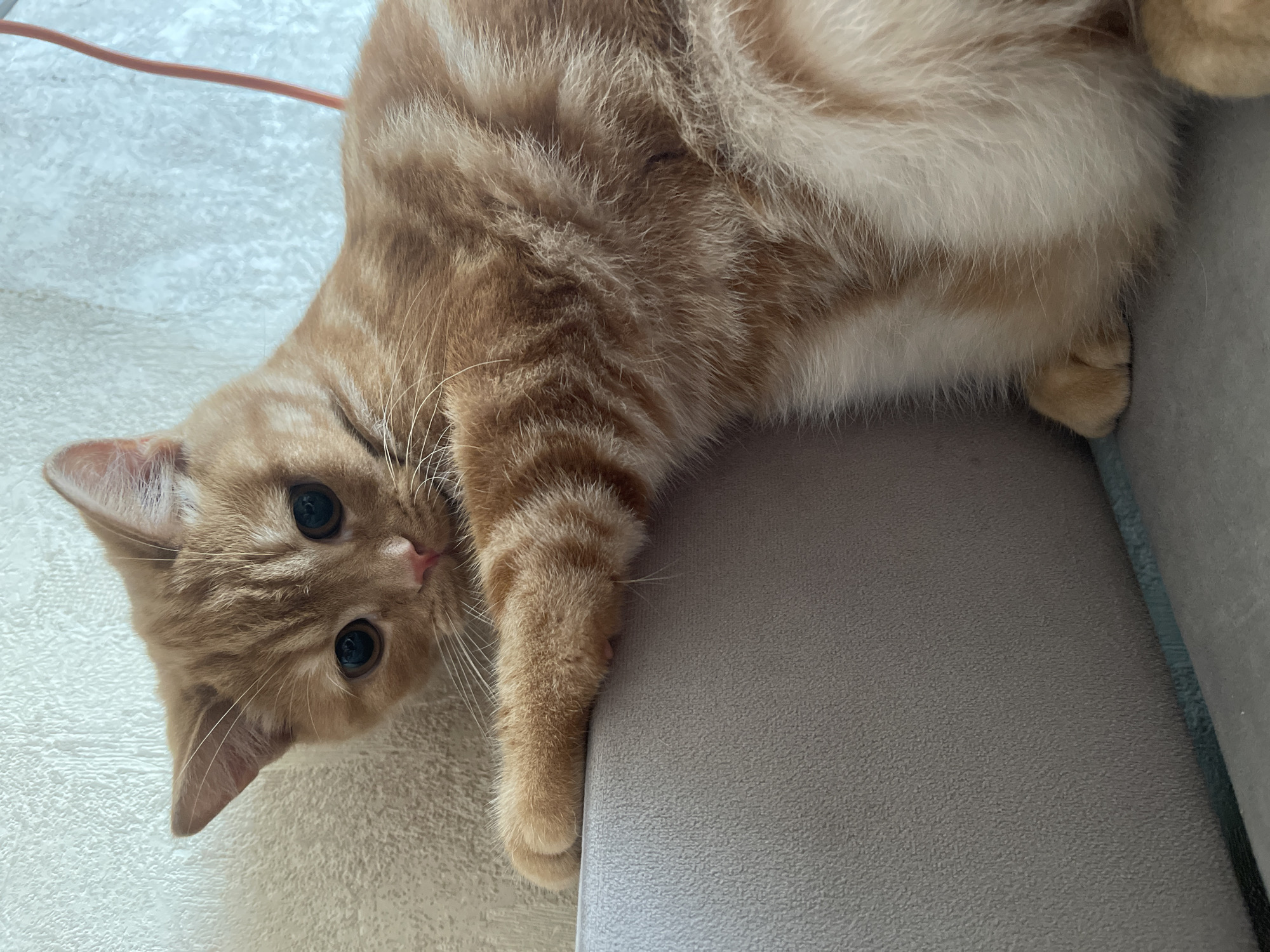 An orange tabby cat with white markings is resting on a grey sofa. The cat is looking at the camera with its head tilted. Its front paws are resting on the edge of the sofa. The background is a textured cream-colored wall. The scene is indoors, and there is no indication of the city of Kommunarka, Russia.