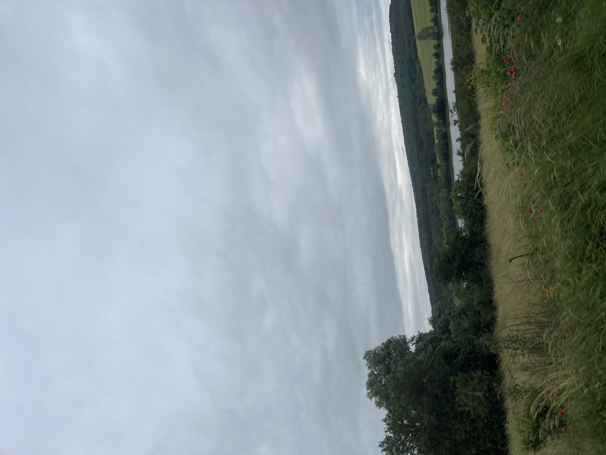 A wide shot captures a serene landscape under a cloudy sky. In the foreground, tall, wispy grasses sway gently, interspersed with vibrant red poppies. Behind the grasses, a dense line of trees forms a dark green wall, with a few taller trees standing out. A tranquil body of water, possibly a lake or river, stretches across the mid-ground, reflecting the muted sky. The background is dominated by rolling hills covered in lush green foliage, creating a picturesque and natural scene. The overall atmosphere is calm and natural, typical of a rural or natural park setting, and the absence of any people or human structures suggests a secluded and untouched environment.