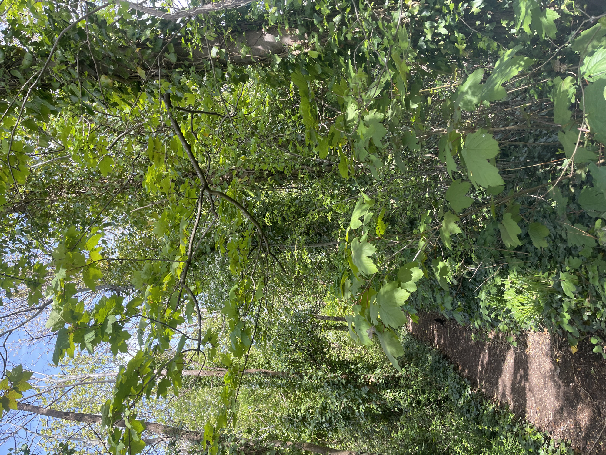 The image displays a tranquil, verdant scene of a forest path or walking trail, likely located in Portsmouth, United Kingdom. The majority of the frame is filled with dense, lush green foliage. Various types of leaves are visible, from smaller, darker green ivy covering the undergrowth and tree trunks to larger, brighter green deciduous leaves hanging from overhead branches.
A narrow, unpaved path, composed of dirt and possibly small stones, can be seen in the lower-right section of the image, winding upwards and deeper into the wooded area. Sunlight filters through the dense tree canopy, creating bright, dappled patterns of light and shadow across the path and the surrounding vegetation. This indicates a sunny day, likely morning or early afternoon. A small patch of clear blue sky is visible through the branches and leaves in the upper-left, suggesting fair weather.
Numerous tree branches, both thick and thin, some covered in leaves and others bare, crisscross the image, forming a natural archway over the path. No people, animals, or man-made objects are visible, emphasizing the untouched and natural character of the environment. The scene evokes a sense of peace and natural beauty, characteristic of a quiet nature walk. There is no visible text in the image.