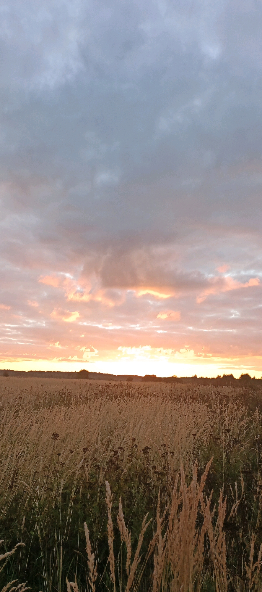 The image depicts a pastoral landscape at sunset, with tall dry grass in the foreground and a tree line in the distance. The sky is filled with clouds, some of which are illuminated by the setting sun with hues of pink and orange. The overall impression is one of tranquility and natural beauty. The location is the city of Torbeevo, Russia. There are no people or man-made objects visible in the image, emphasizing the natural environment.
