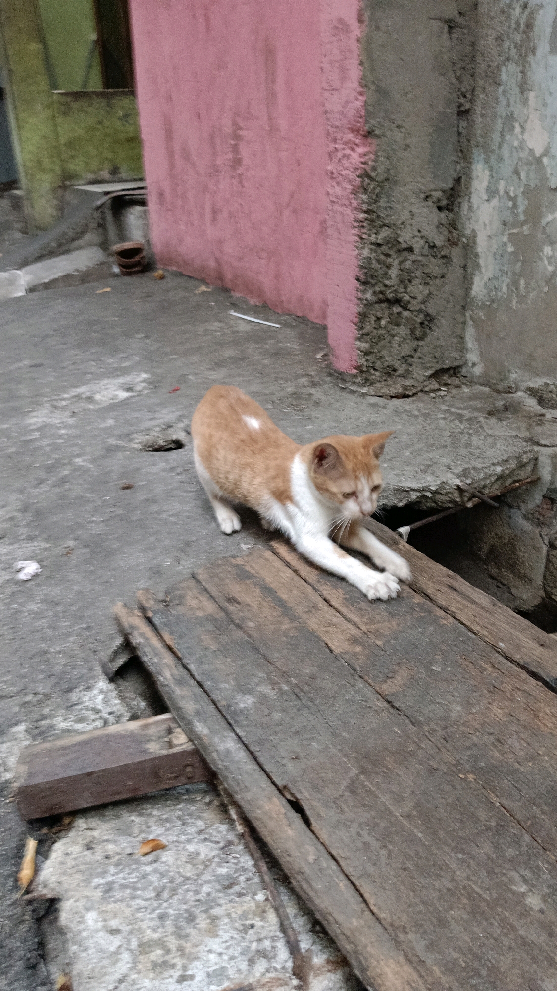 An orange and white cat is stretching on a concrete surface in what appears to be an alleyway. The cat is in mid-stretch, with its front paws extended forward onto a rough wooden plank. To the left of the cat, the concrete ground is visible, with some scattered debris. Behind the cat, a wall with a pink section and a grey section with visible damage is present. The environment appears to be outdoors, possibly in a somewhat neglected urban setting. This scene is located in East Jakarta, Indonesia.